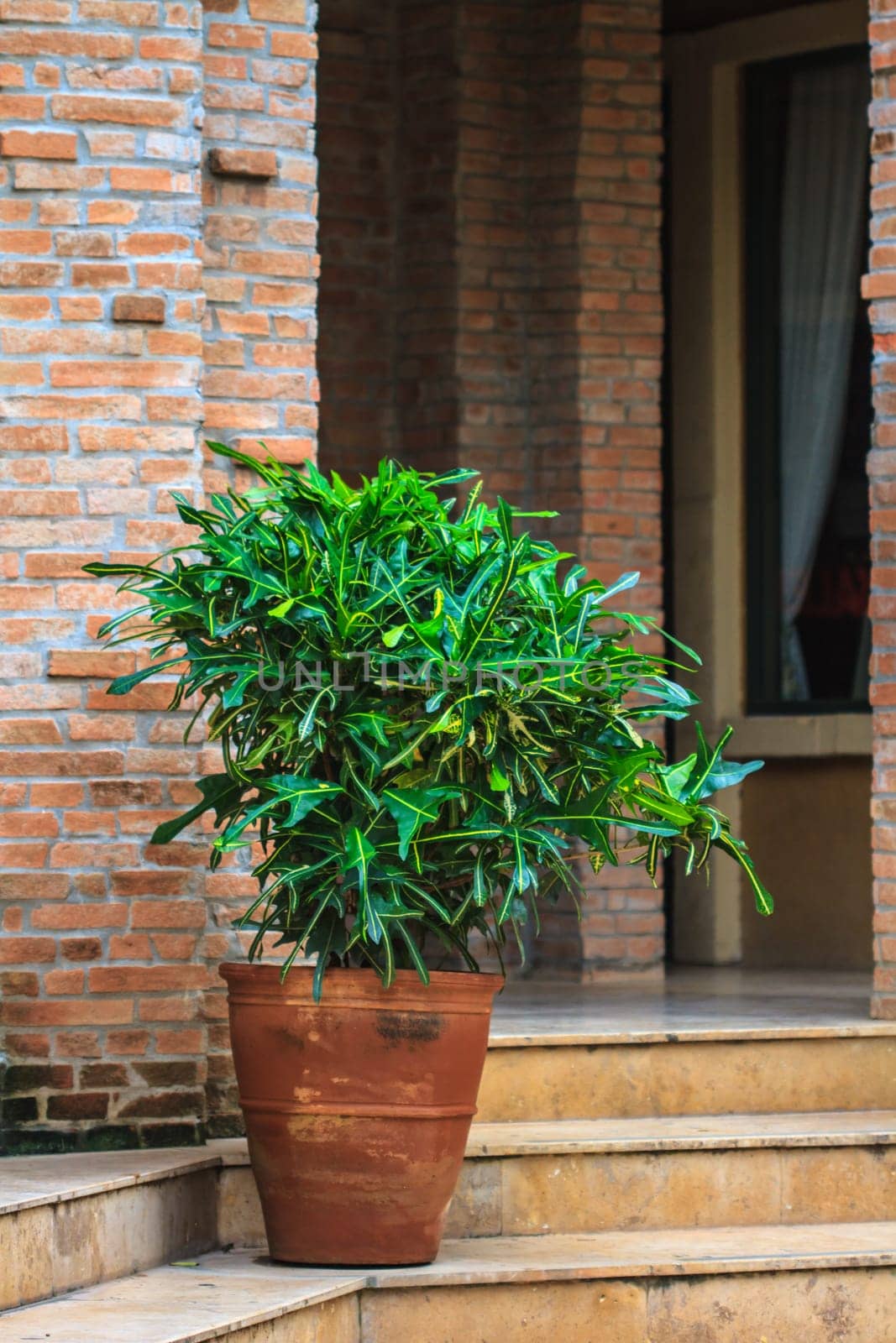Potted plants on a front porch and garden