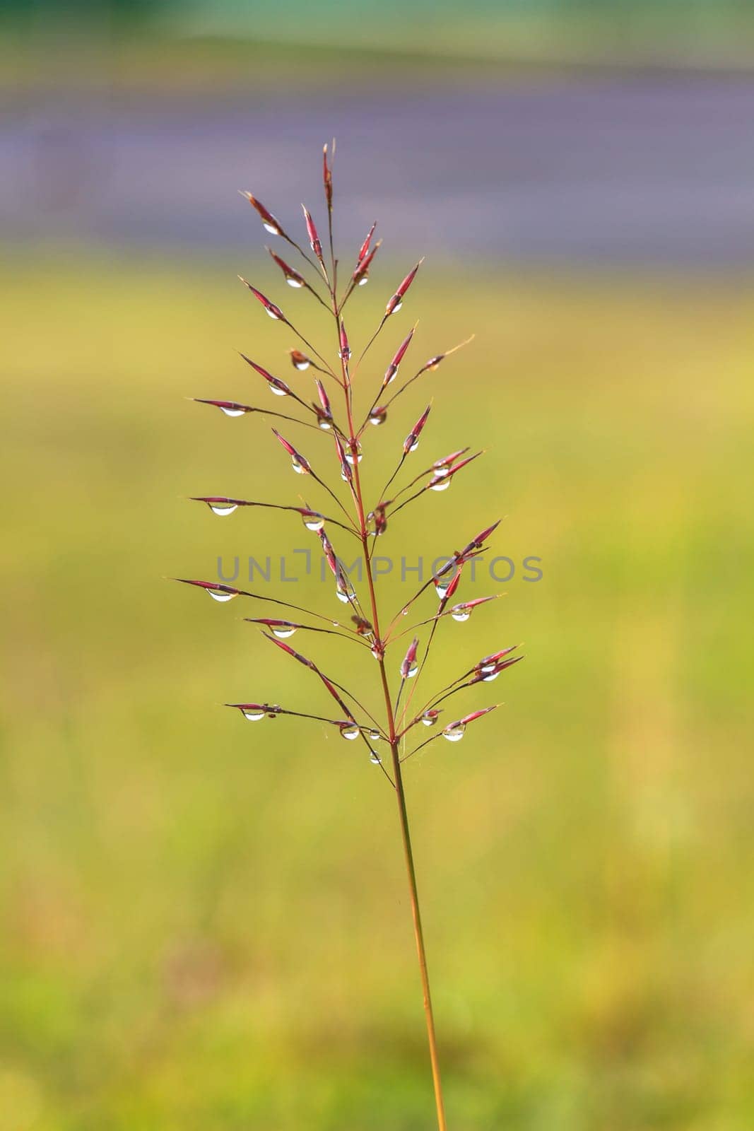 water drops on the green grass  in morning