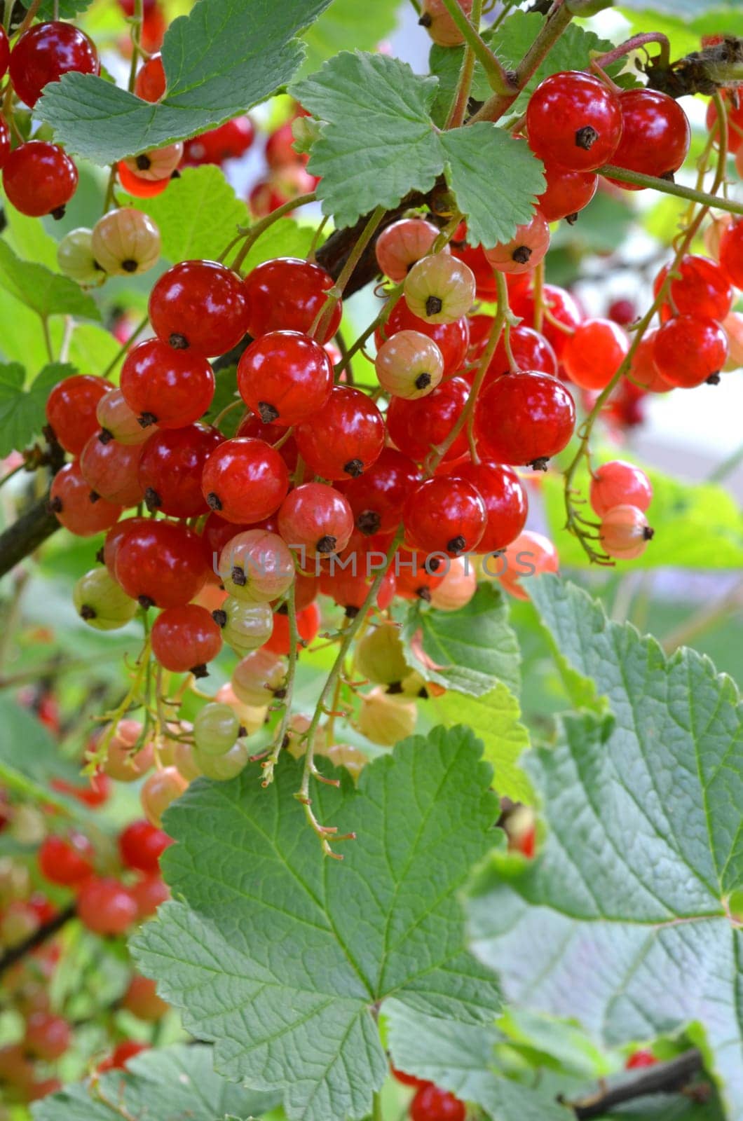 red currants