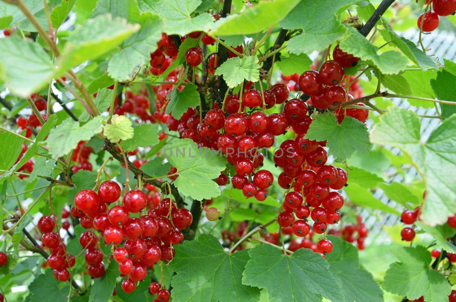 red currants