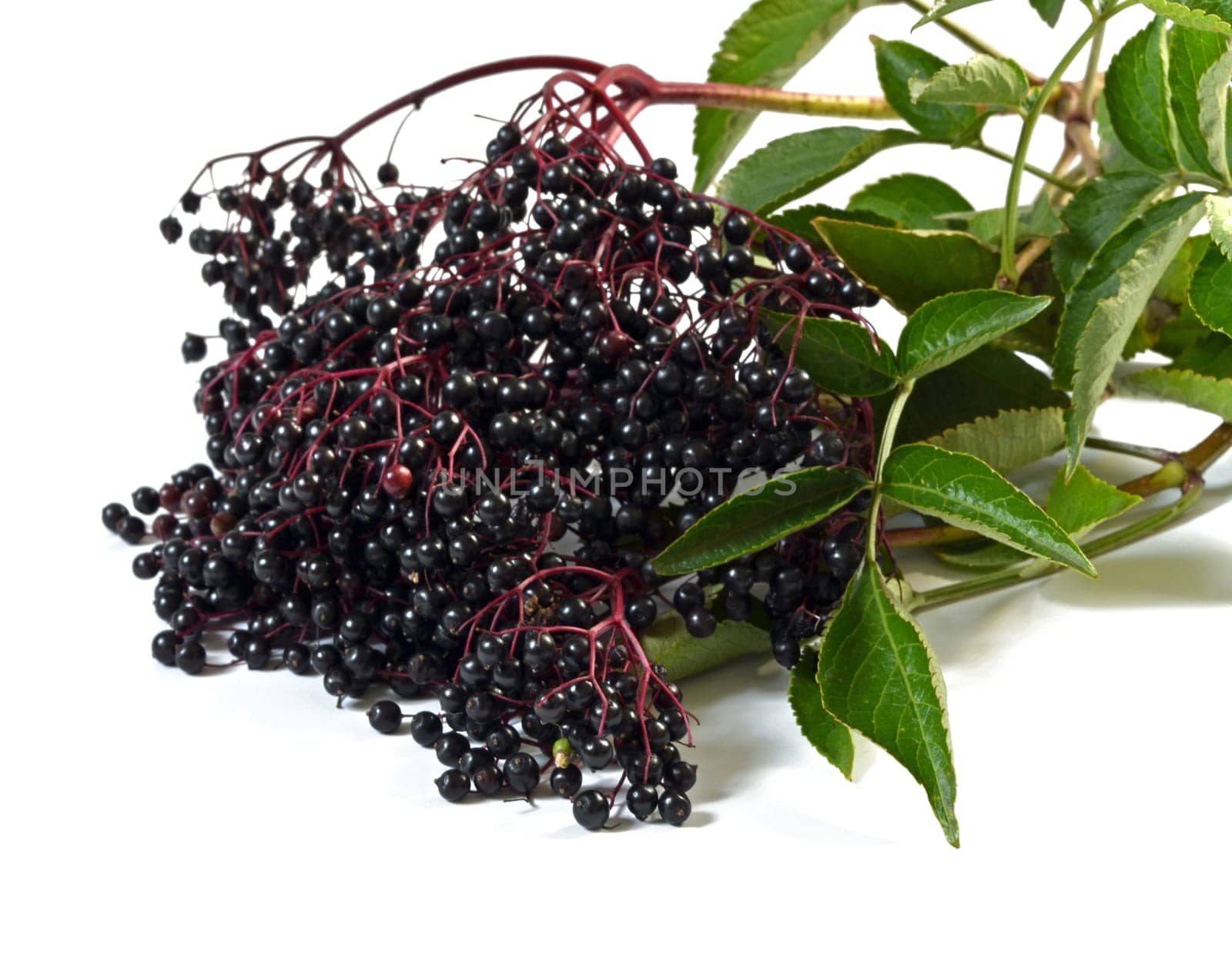Lilac berries