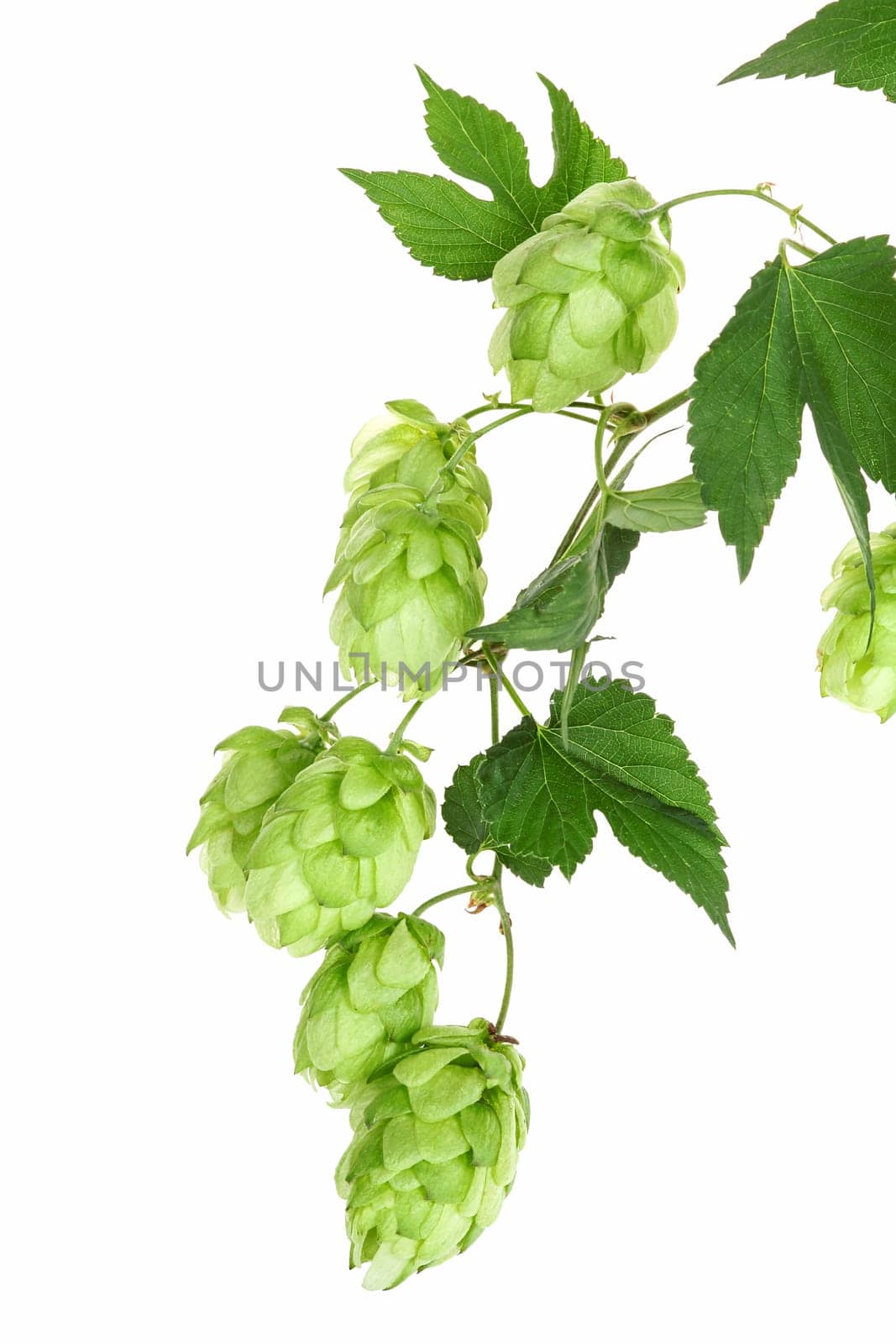 Hops,branch with hop