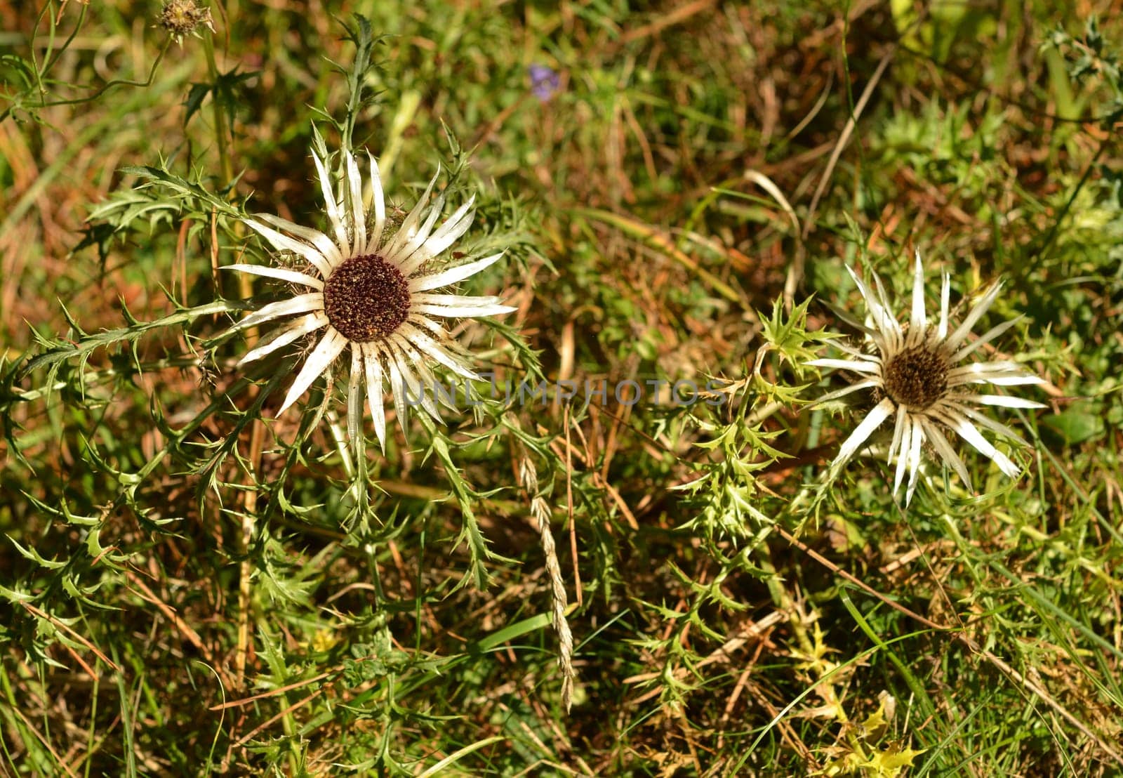 Silver thistle