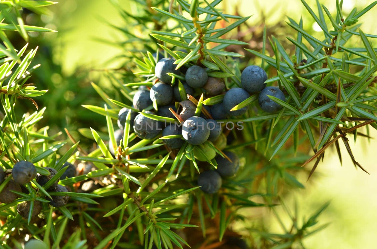 Juniper