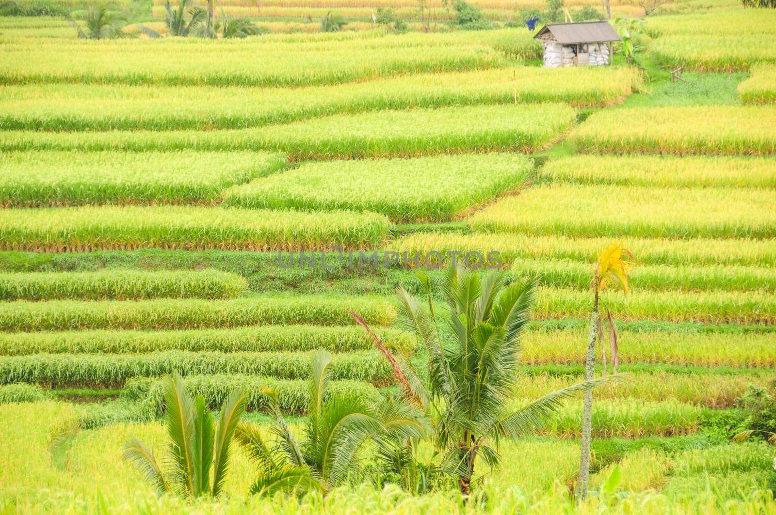 Cutout of rice terraces in Bali,Indonesia,with cottage.