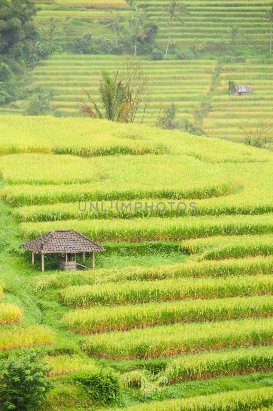 Cutout of rice terraces in Bali,Indonesia,with cottage.