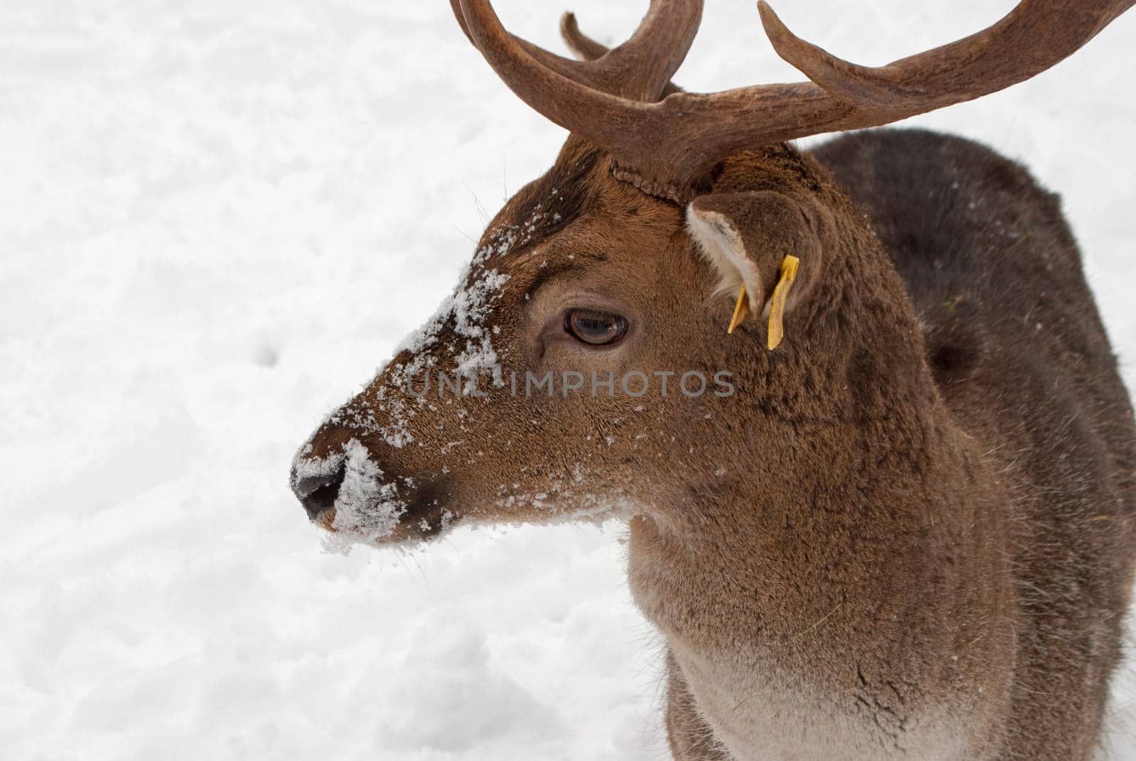 Deer in winter