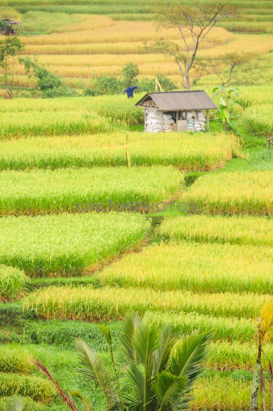 Cutout of rice terraces in Bali,Indonesia,with cottage.