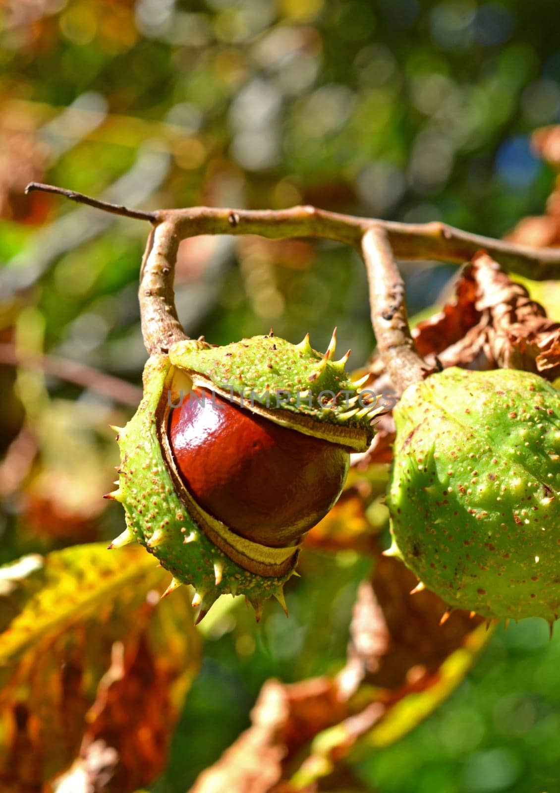 Horse chestnut