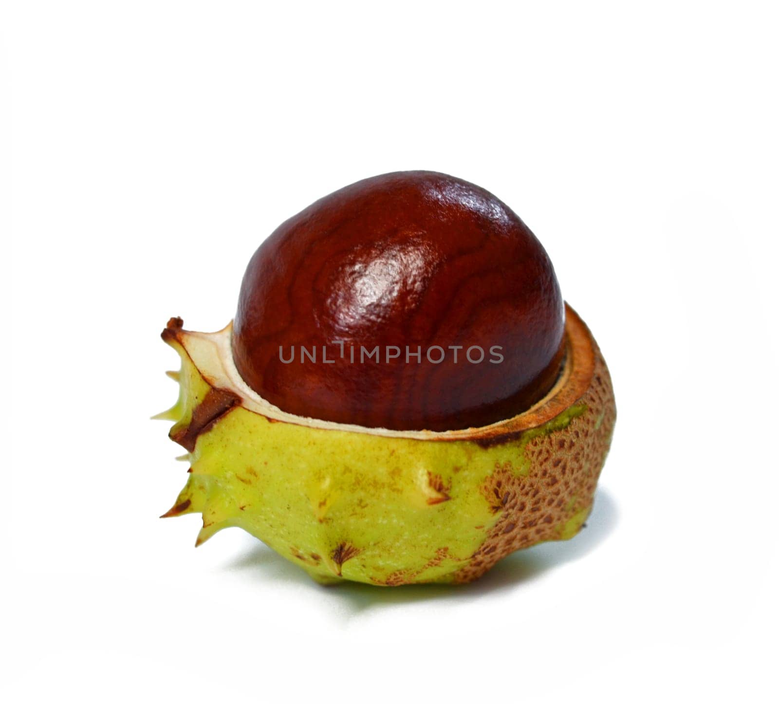Horse chestnut