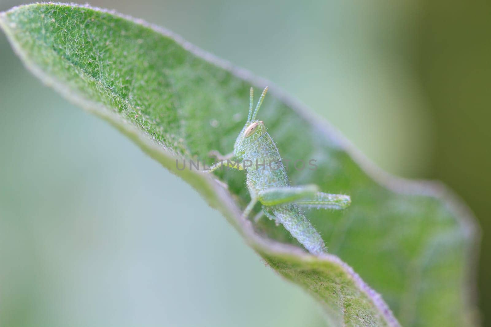 insect on leaf, Grasshopper perching on a leaf