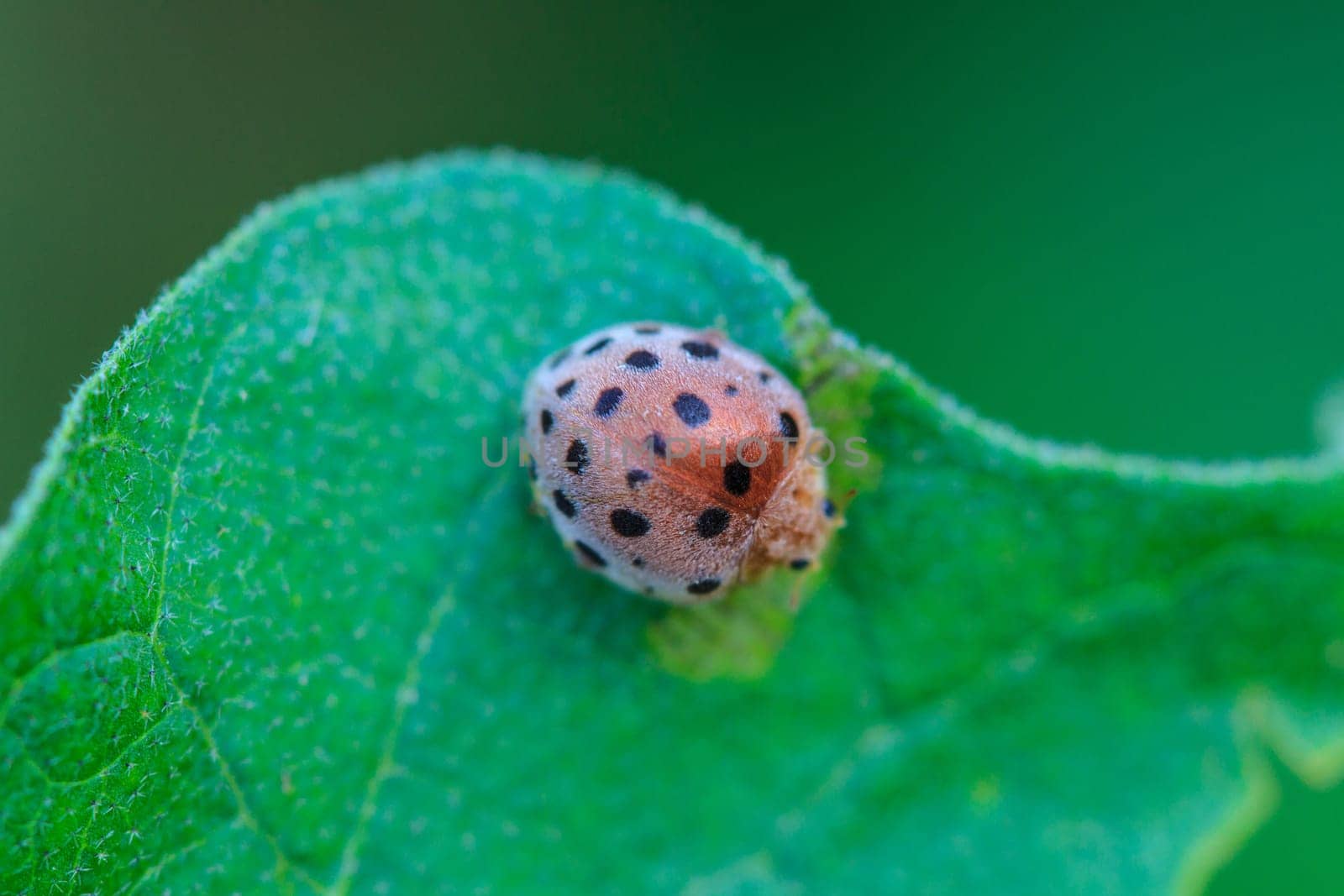 ladybird on green leaf close up
