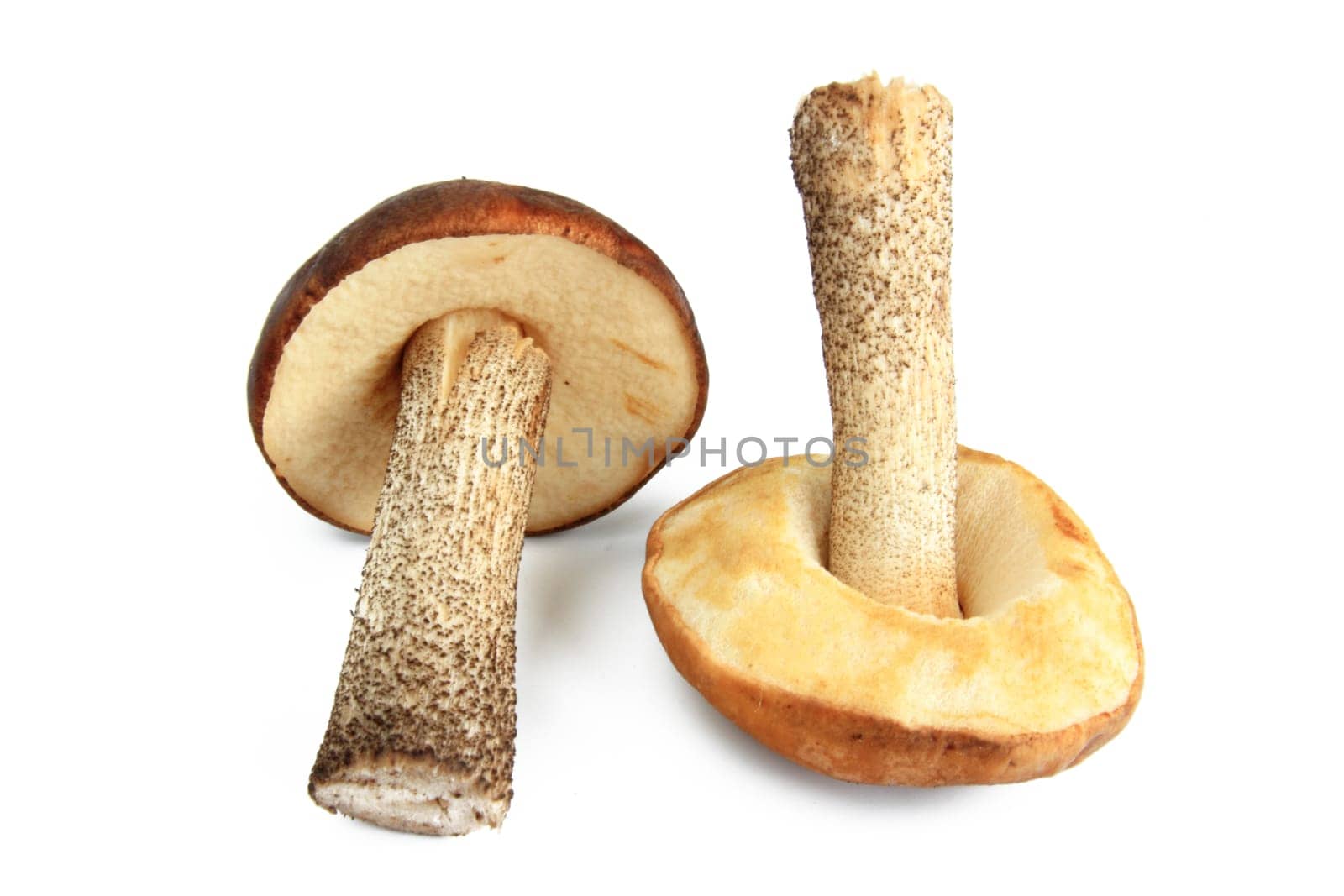Mushroom exposed from white back gurgling (birch mushroom - Leccinum scabrum - syn. Boletus scaber)