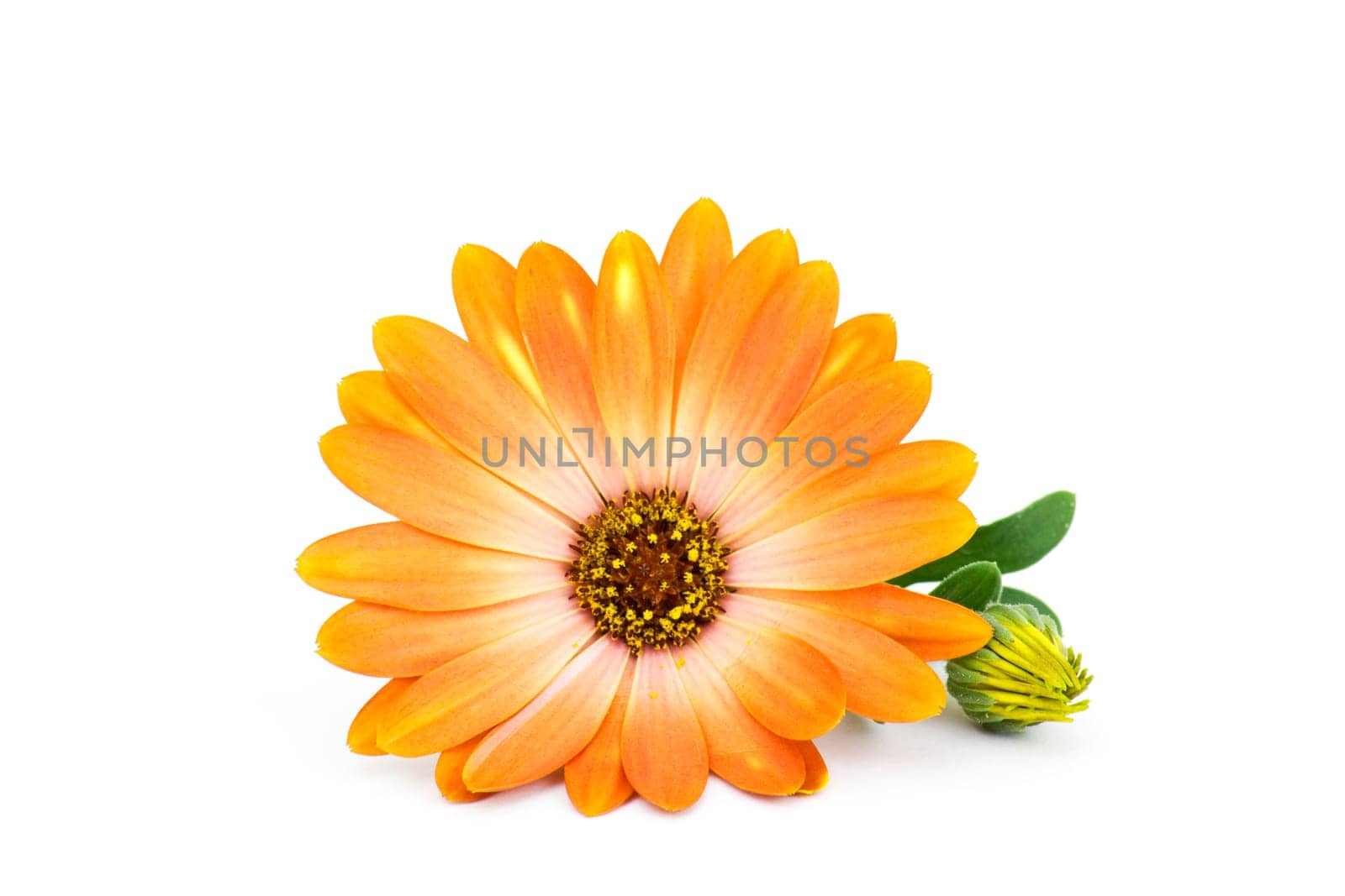calendula flower isolated on white background