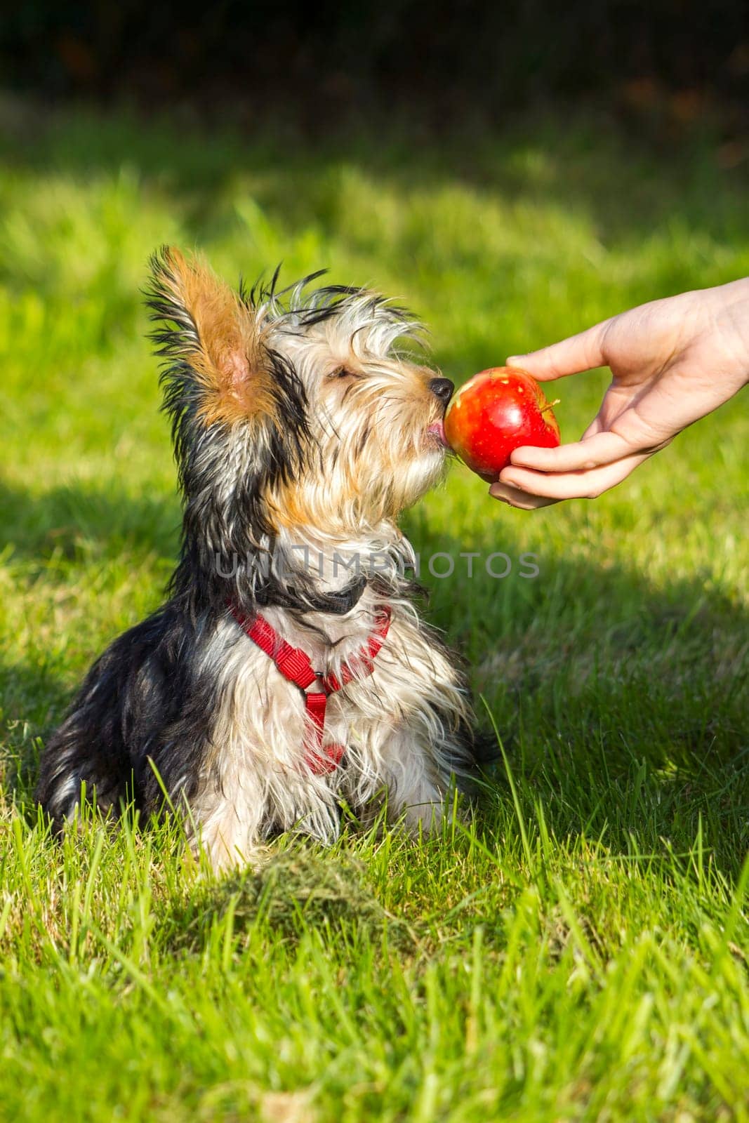 yorkshire terrier is eating apple