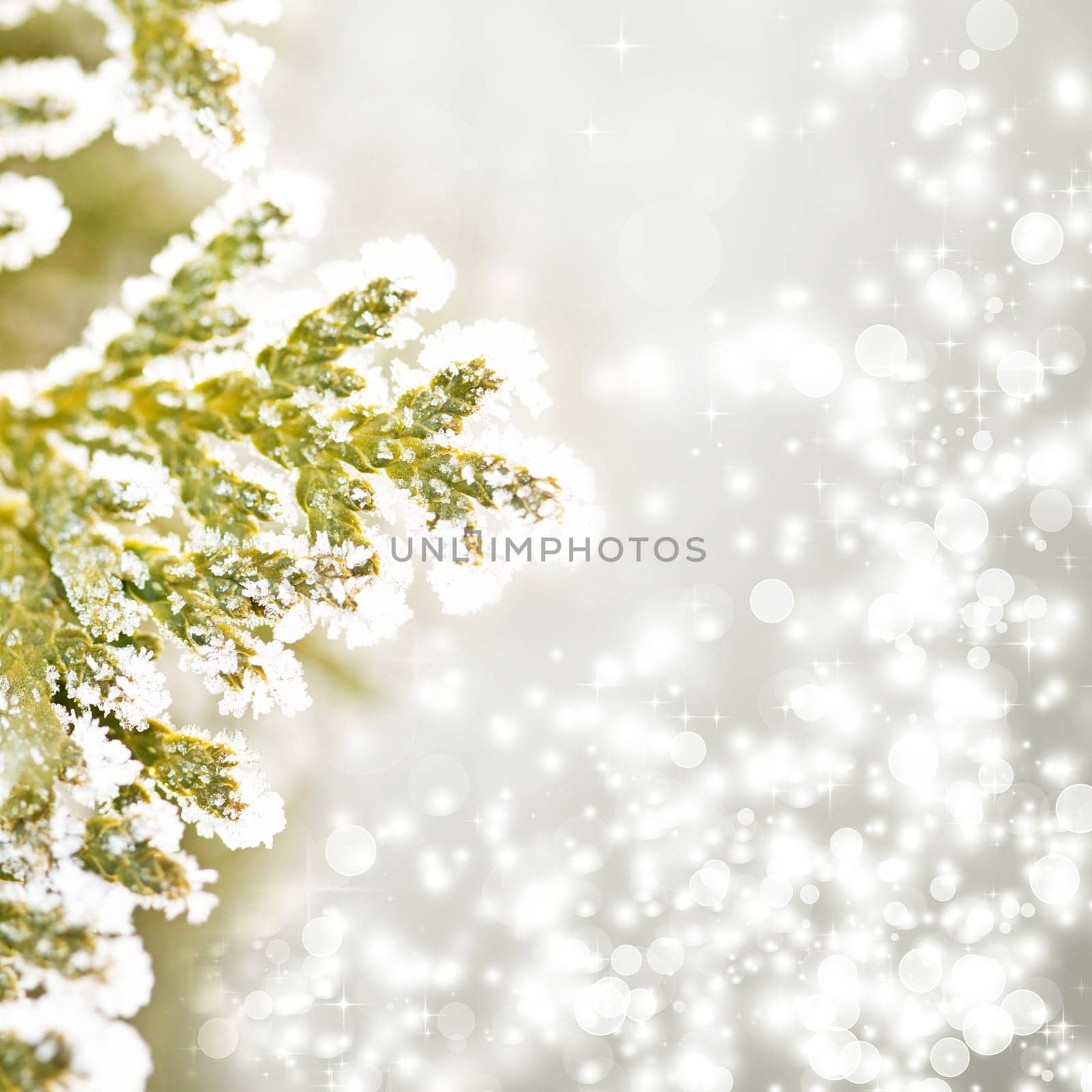 Close up on Christmas tree covered with snow