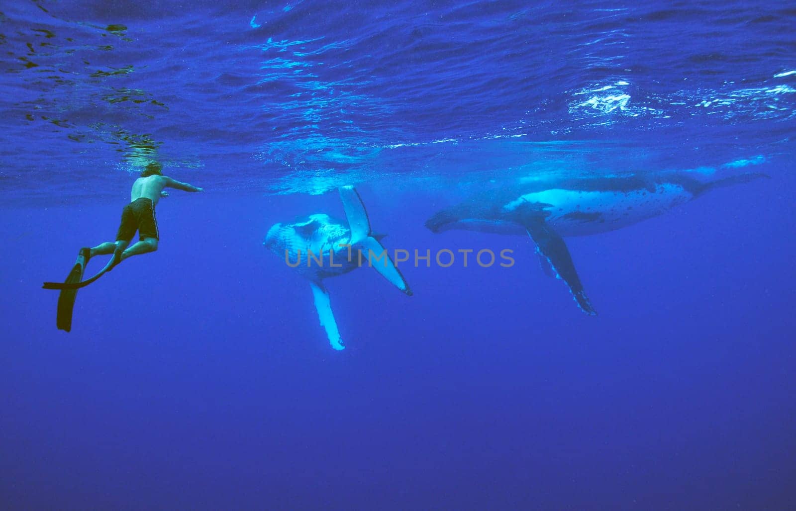 Humpback whales in Moorea - South Seas