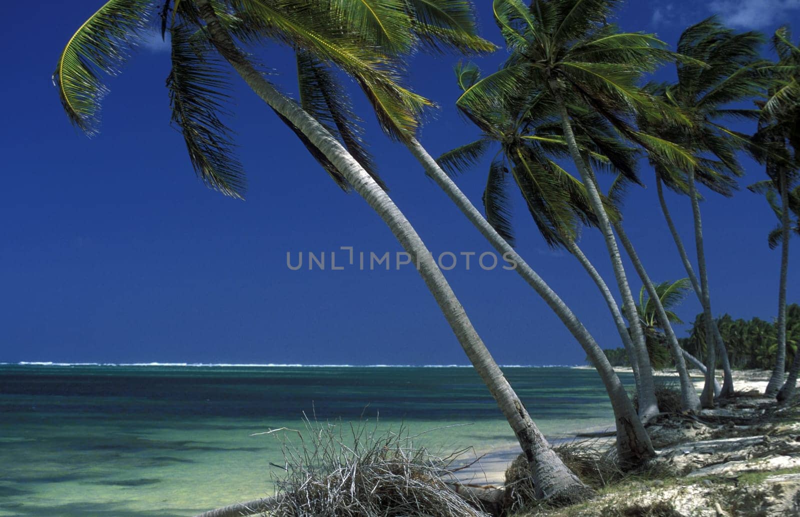 a Beach at the Village of Las Terrenas on Samanaon in The Dominican Republic in the Caribbean Sea in Latin America.