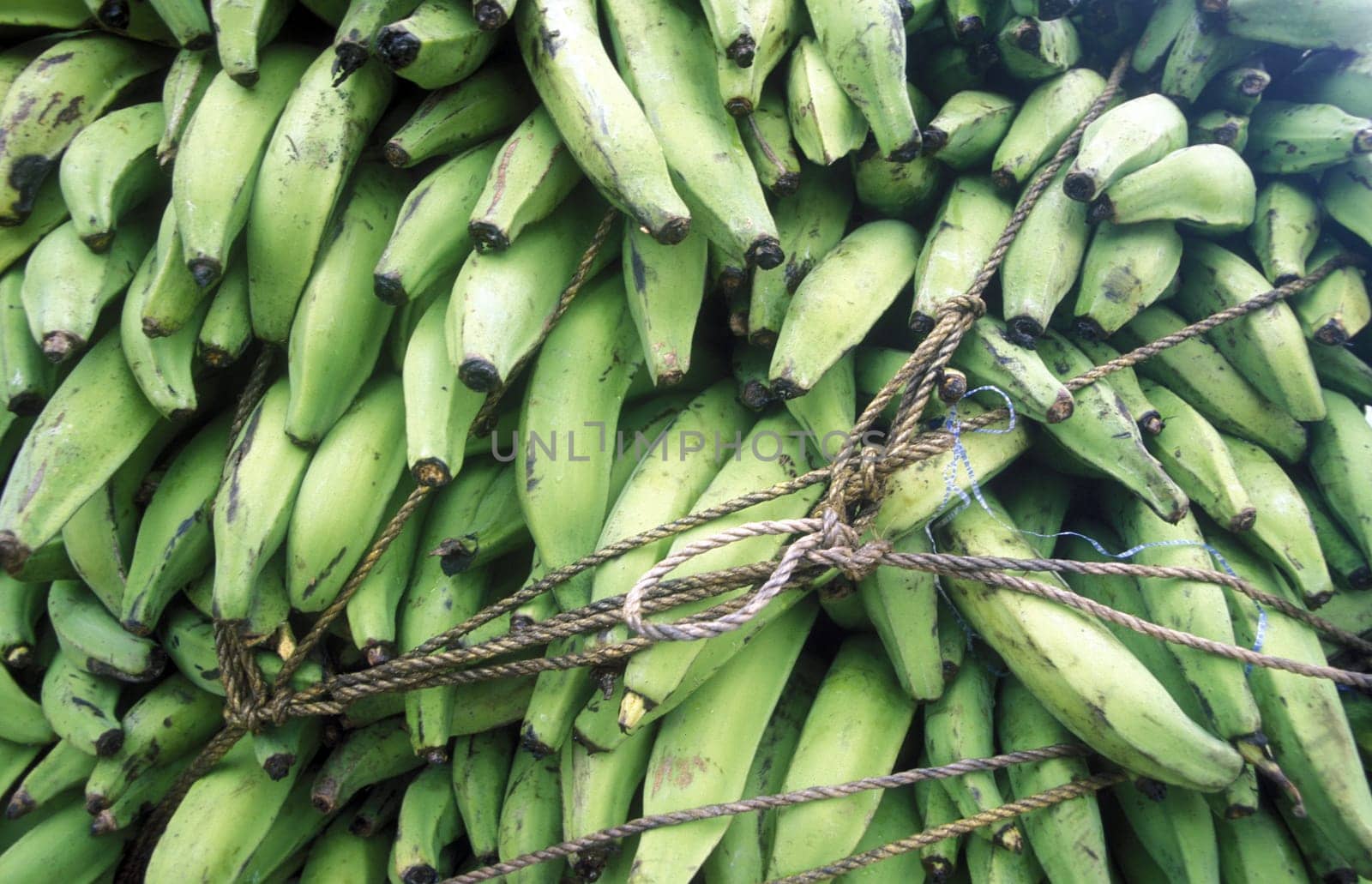 Bananas at the Market at the Village of Las Terrenas on Samanaon in The Dominican Republic in the Caribbean Sea in Latin America.