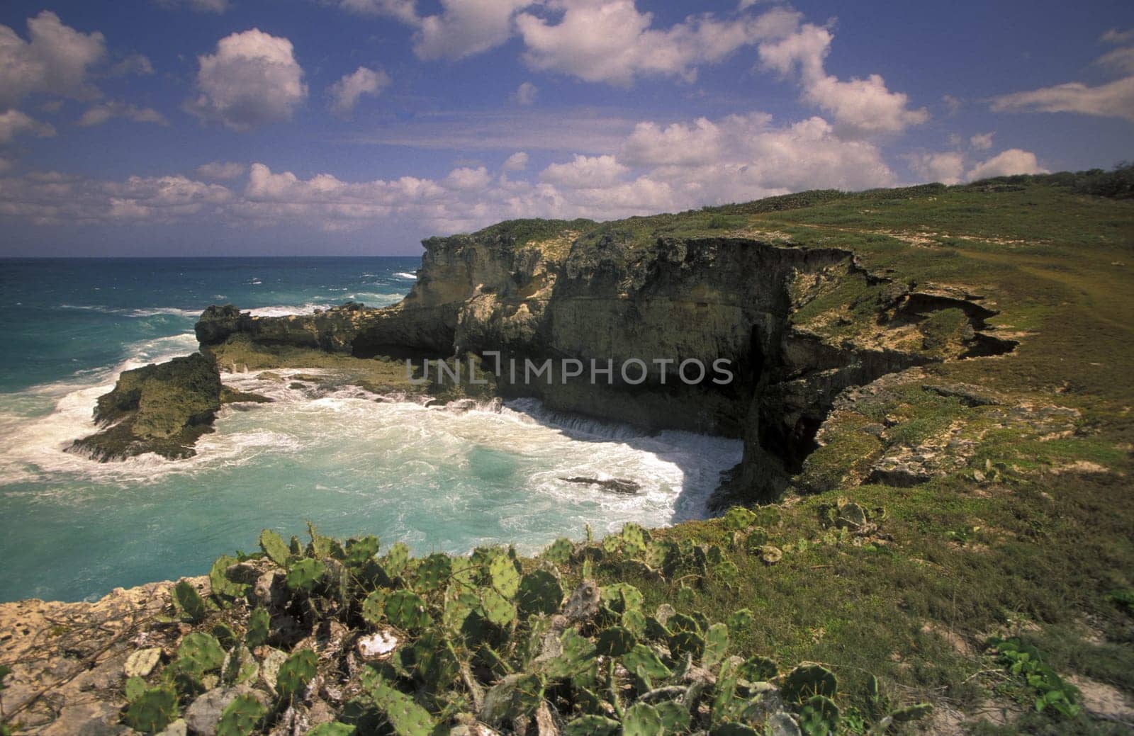 The coast at the Village of Punta Cana in the Dominican Republic in the Caribbean Sea in Latin America.