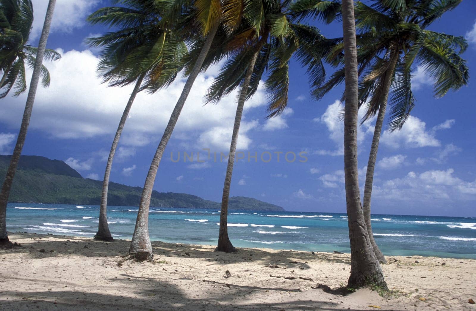 a Beach at the Village of Las Terrenas on Samanaon in The Dominican Republic in the Caribbean Sea in Latin America.