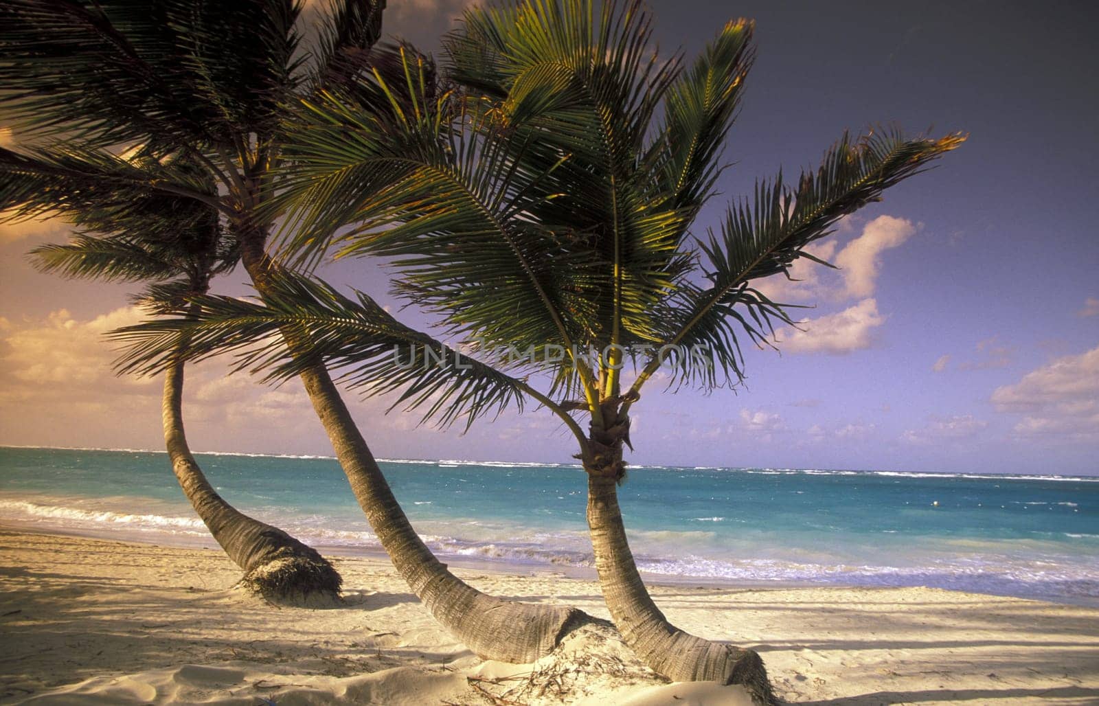 a Beach at the Village of Las Terrenas on Samanaon in The Dominican Republic in the Caribbean Sea in Latin America.