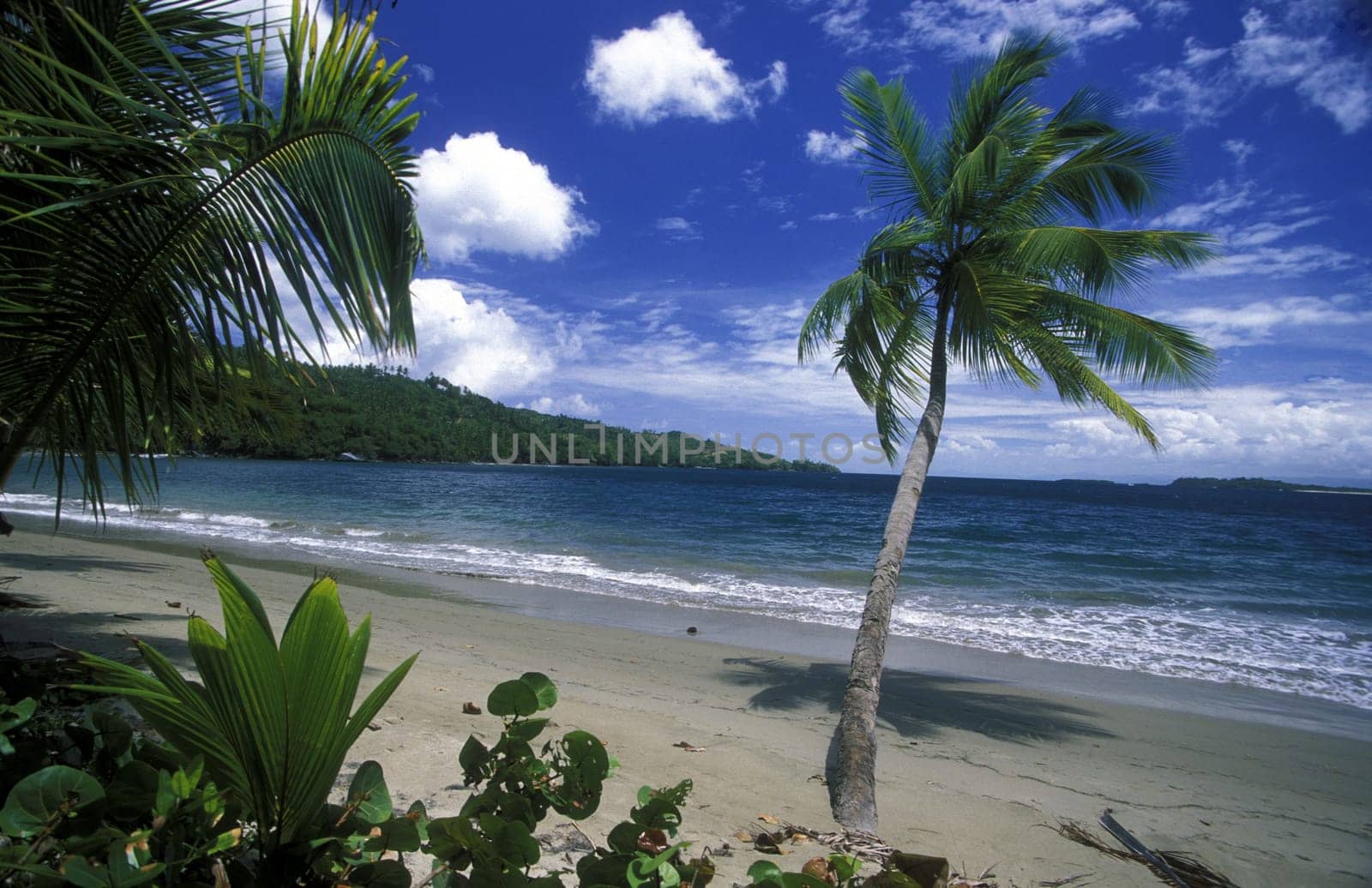 a Beach at the Village of Las Terrenas on Samanaon in The Dominican Republic in the Caribbean Sea in Latin America.