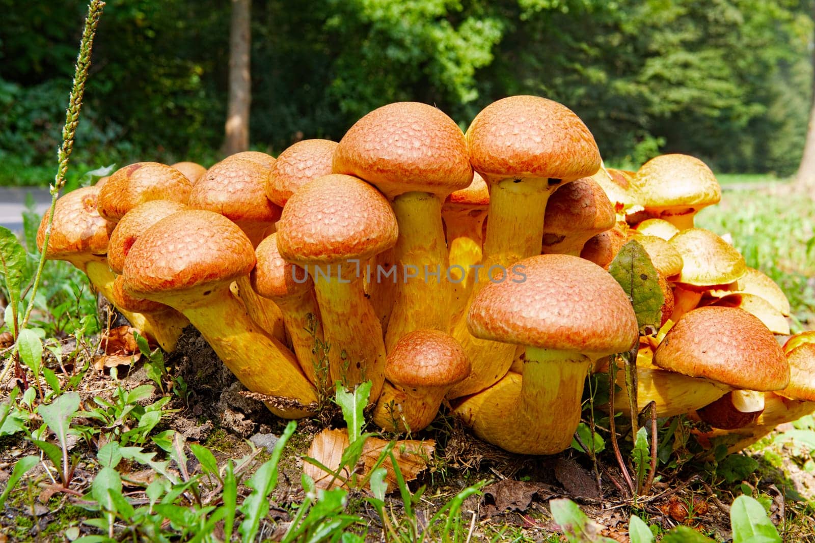 Many Nameko mushrooms on a tree stump at the roadside