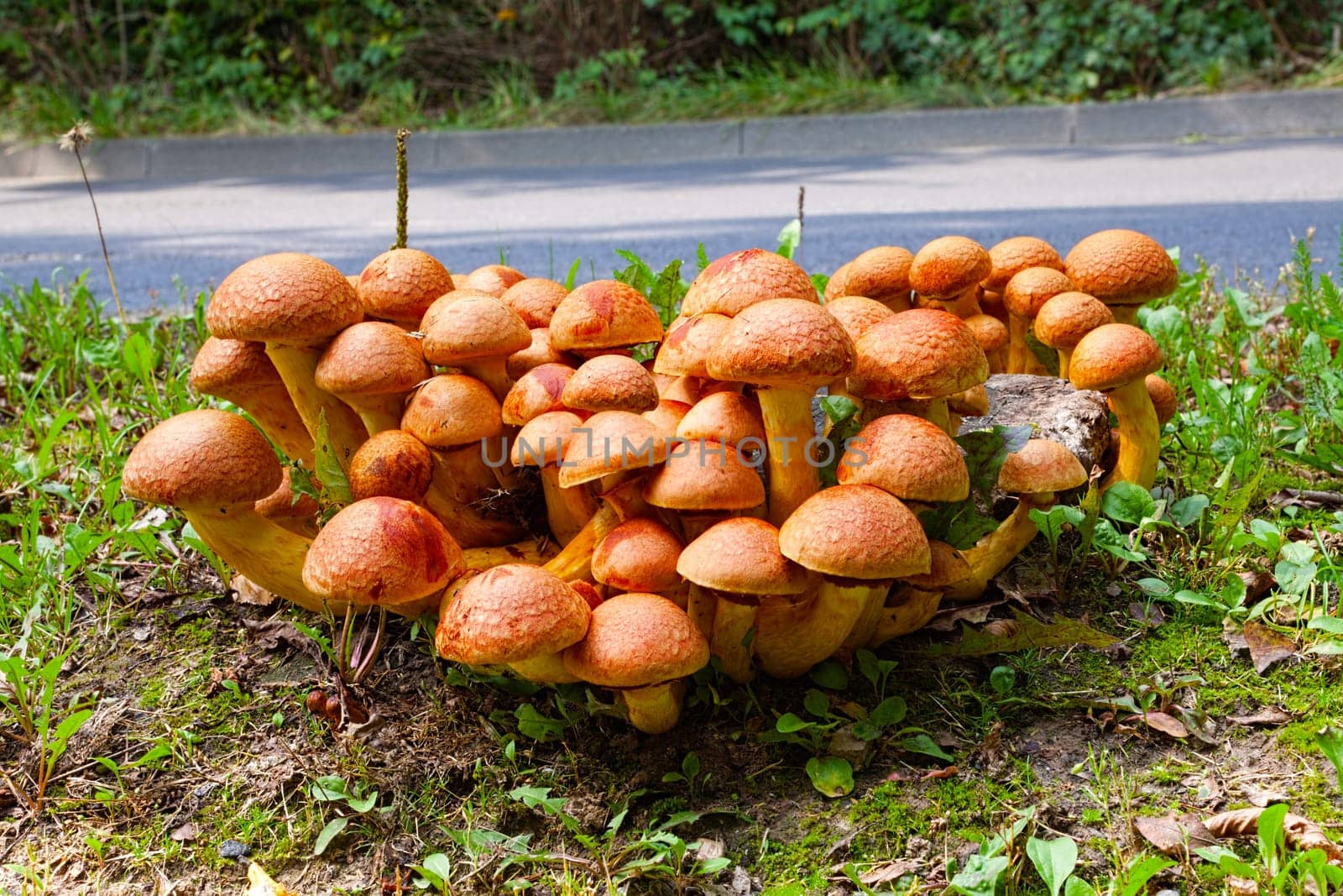 Close-up view of many Nameko mushrooms on a tree stump