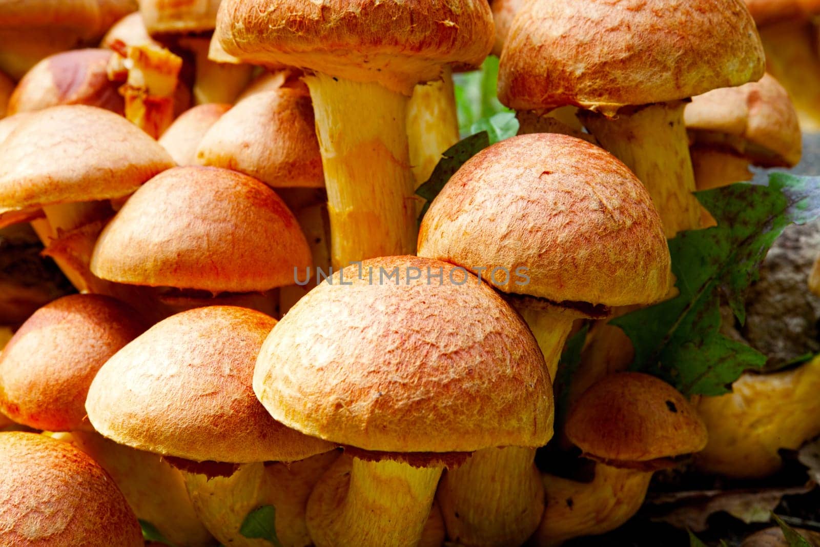 Close-up view of many Nameko mushrooms on a tree stump