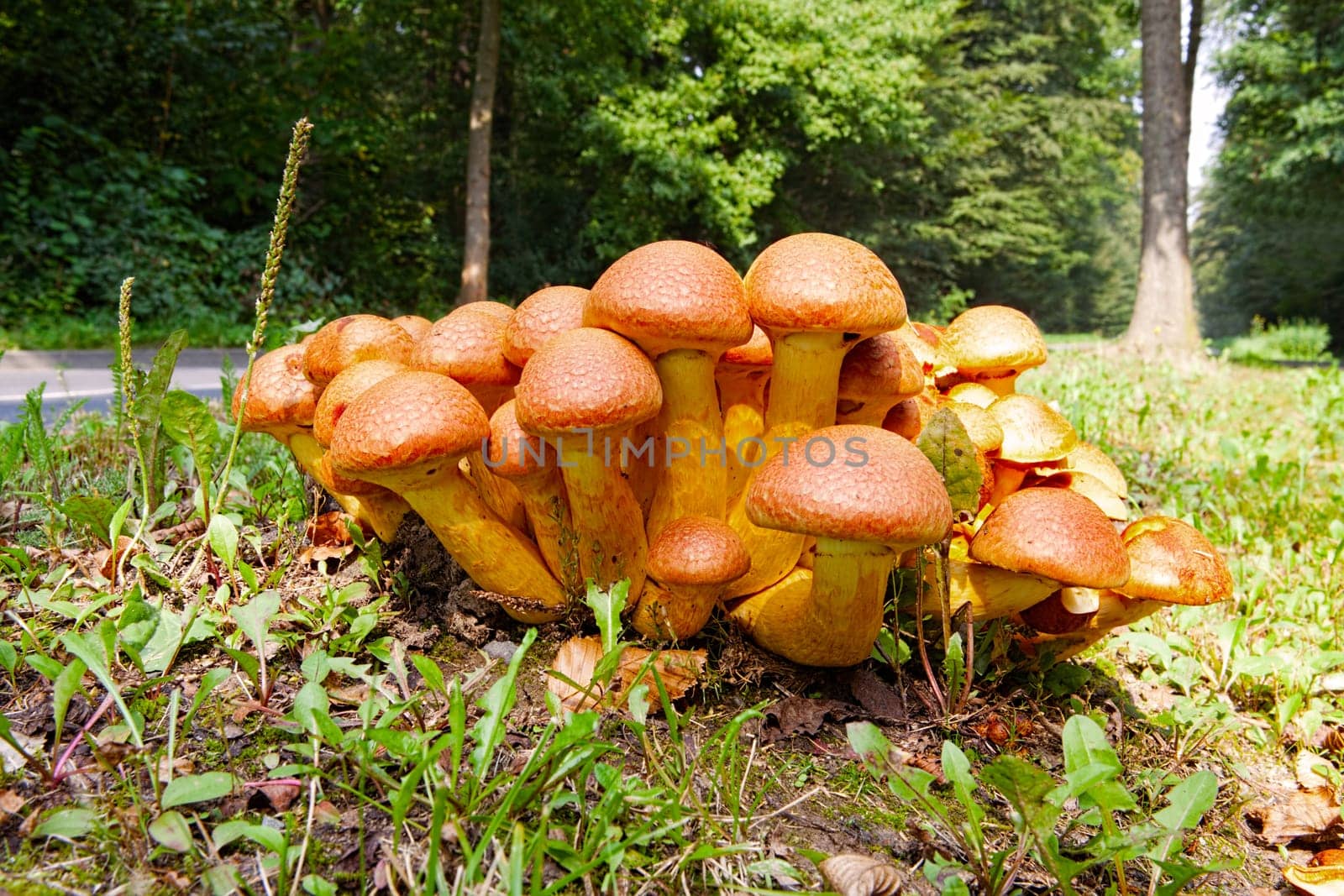 Many Nameko mushrooms on a tree stump at the roadside