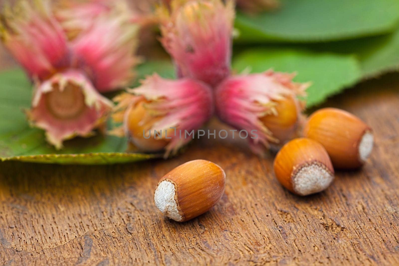 Macro of natural Hazelnut fruits and leaves from the tree on old wooden board