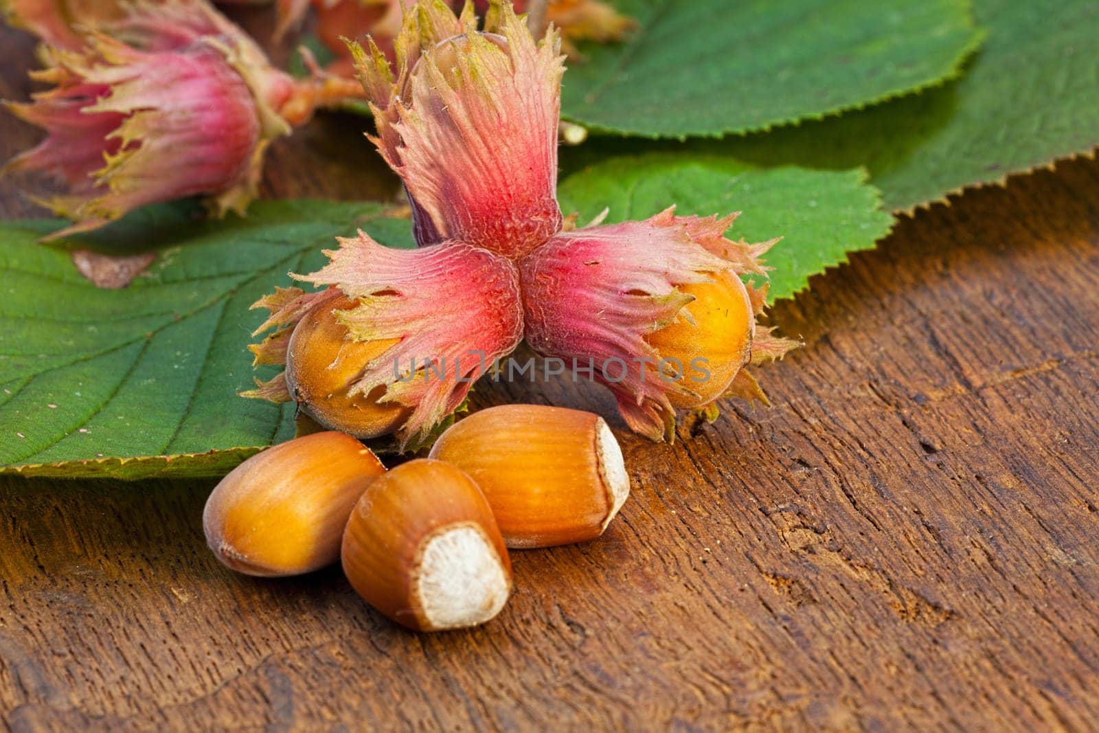 Close-up view of ripe red Hazelnut fruits and leaves from the tree on old wooden board