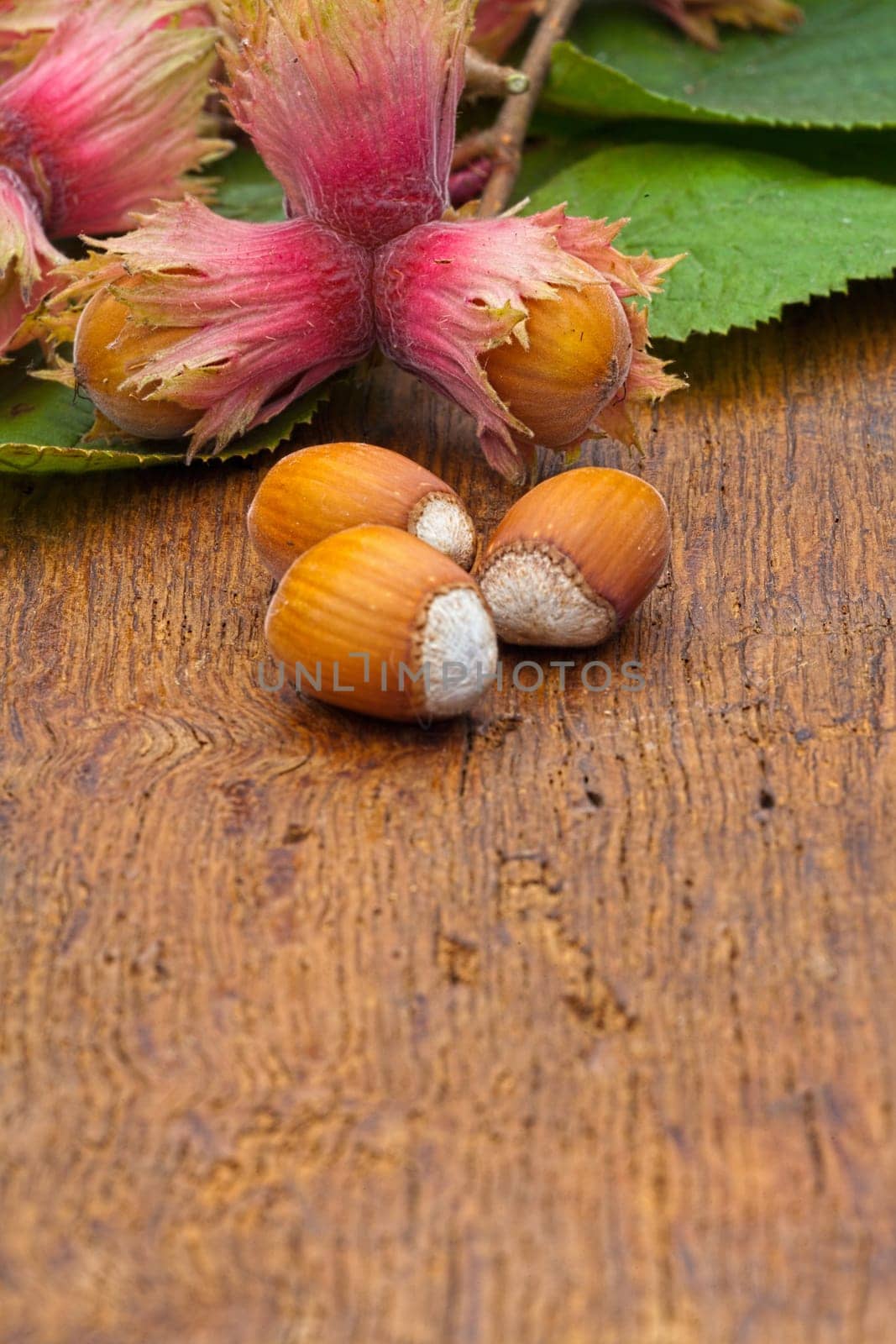 Macro of natural Hazelnut fruits and leaves from the tree on old wooden board with copy space