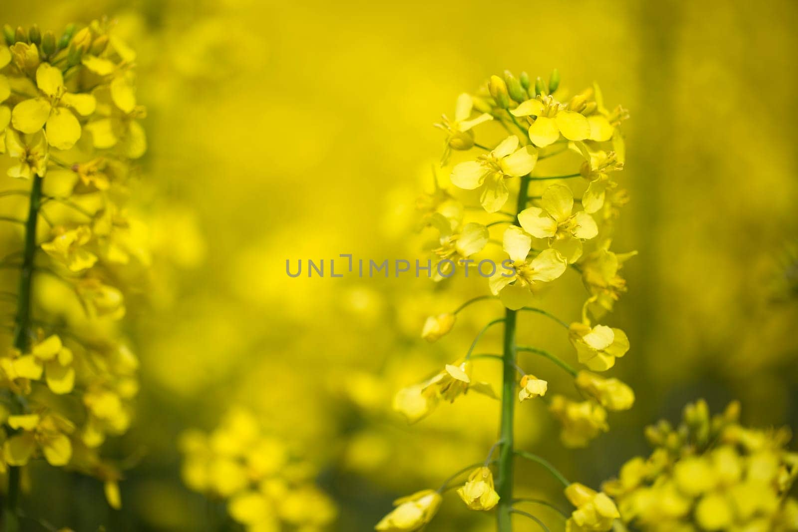 Rape seed flower in field of flowers with shallow depth of field.
