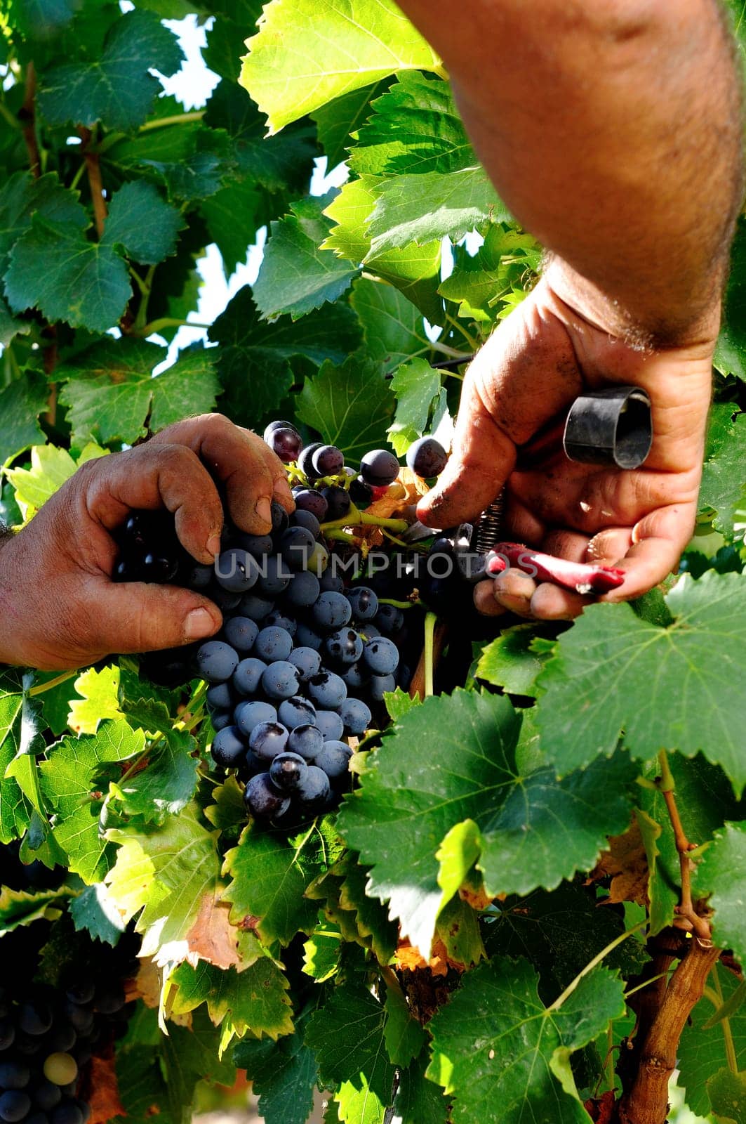 Details of vineyards, rows of old and young vines during harvest.