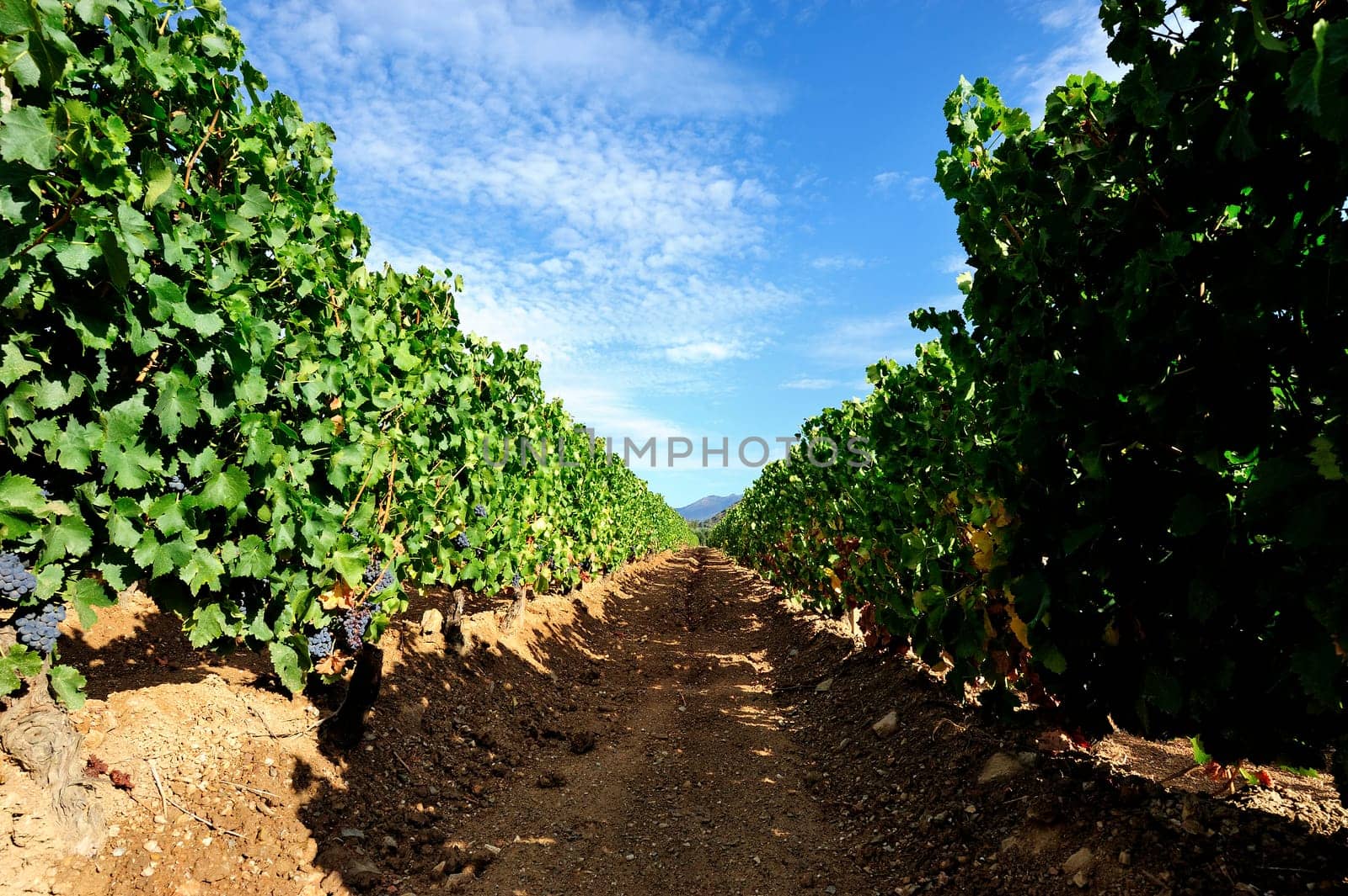 Details of vineyards, rows of old and young vines during harvest.