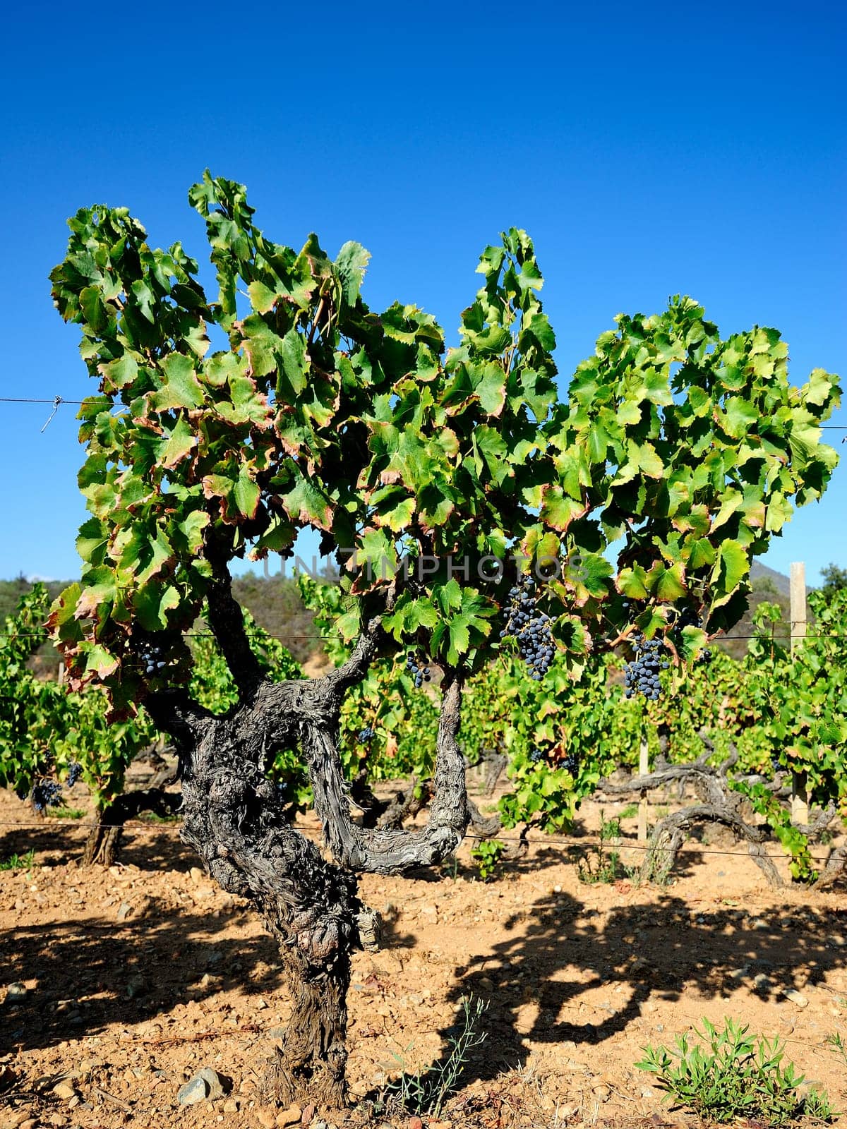 Details of vineyards, rows of old and young vines during harvest.