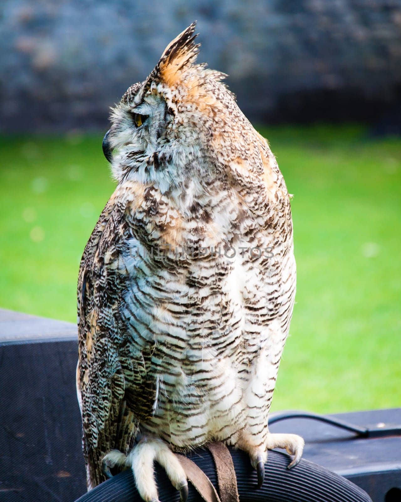 Close up portrait of European Eagle Owl