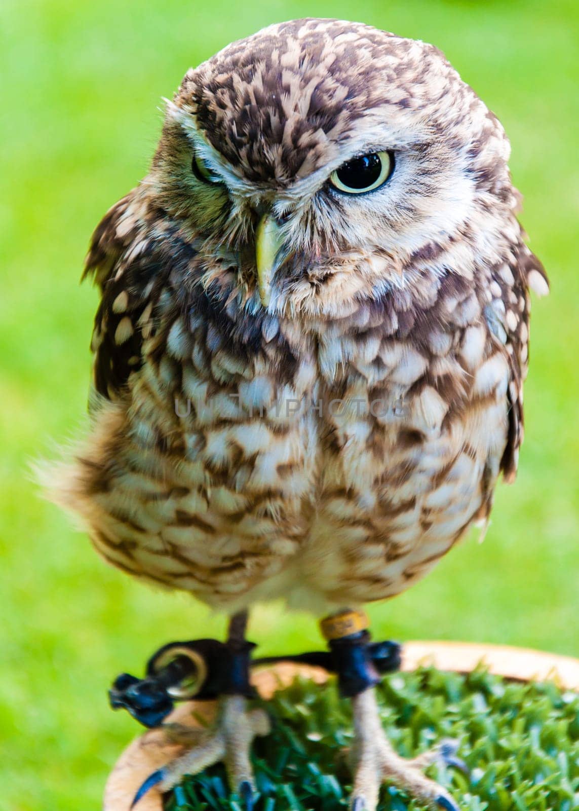 Close up portrait of little Owl against green background