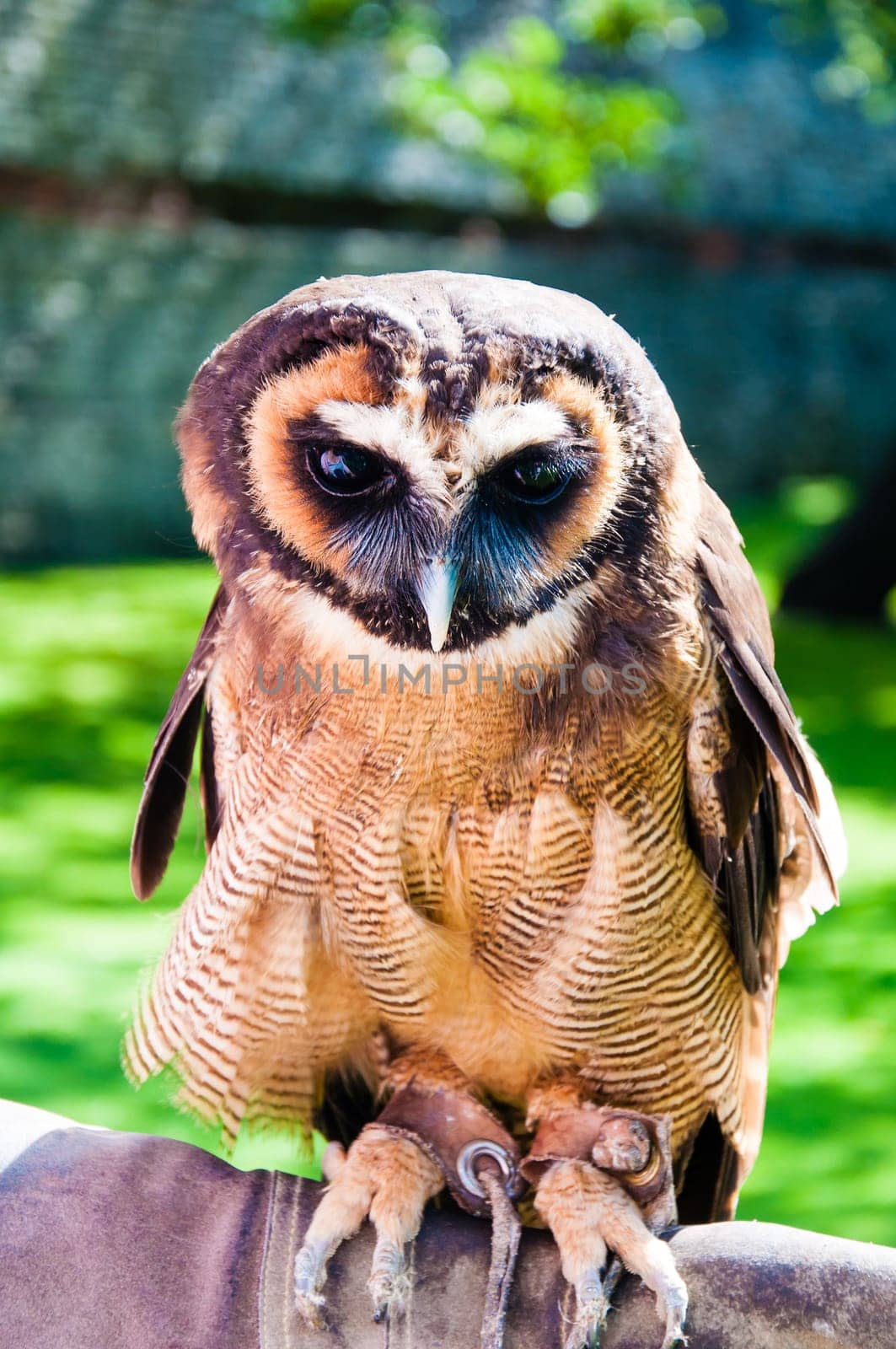 Close up portrait of brown wood Owl against green background