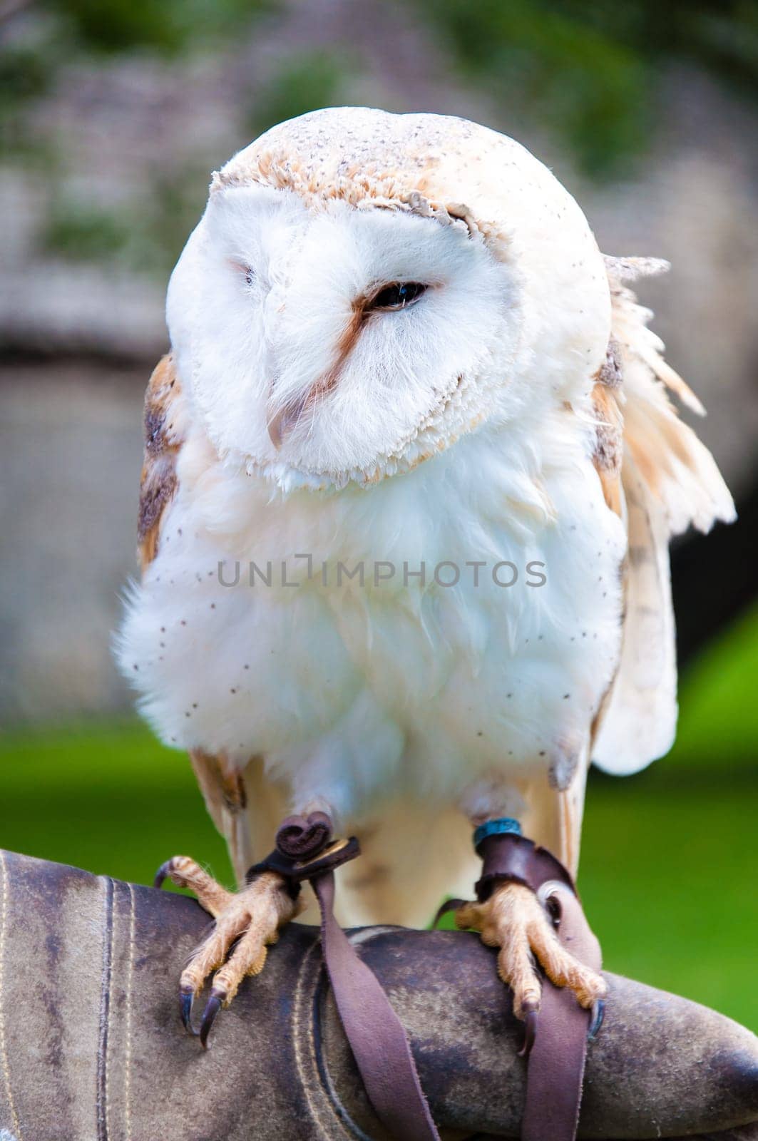 View of Barn owl sitting on falconer glove
