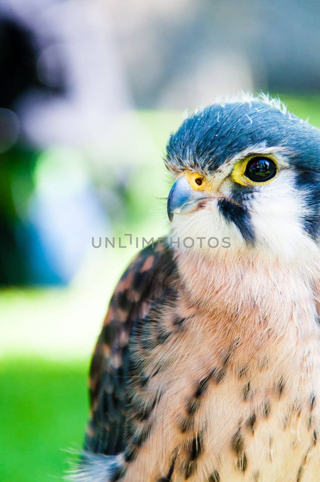 Close up portrait of small hawk against green background