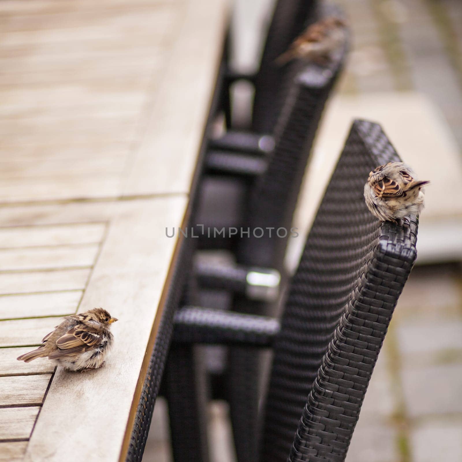 Sparrow