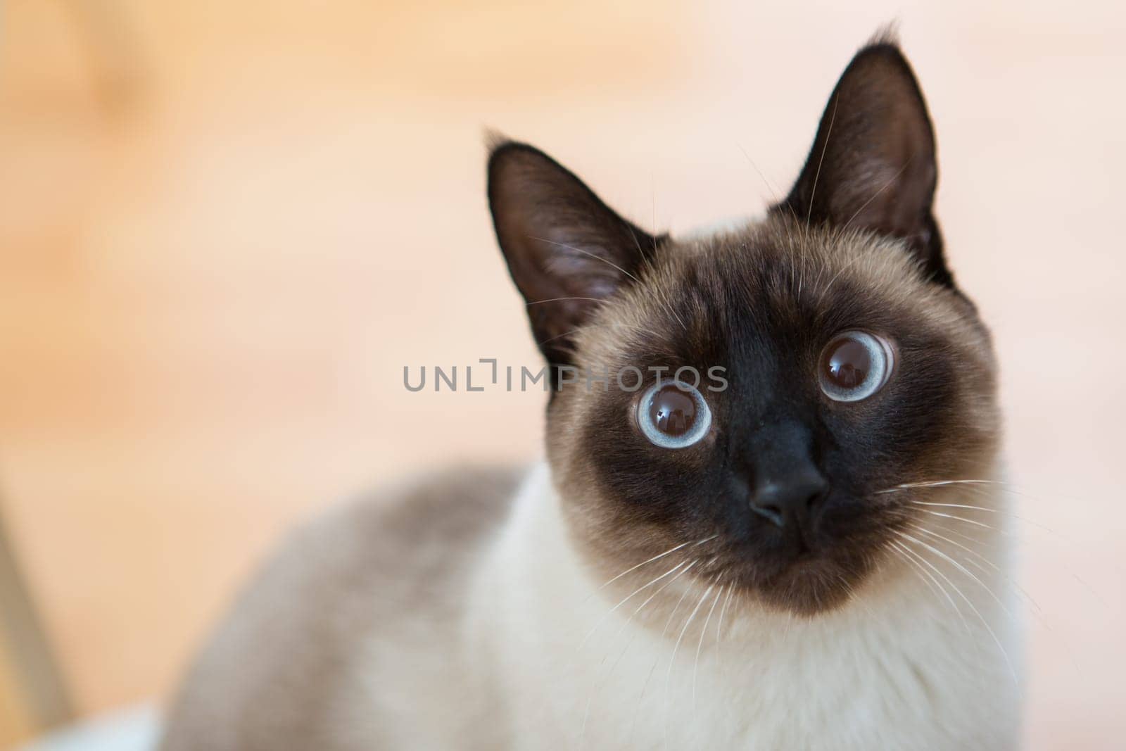 View of a Beautiful Siamese adult cat
