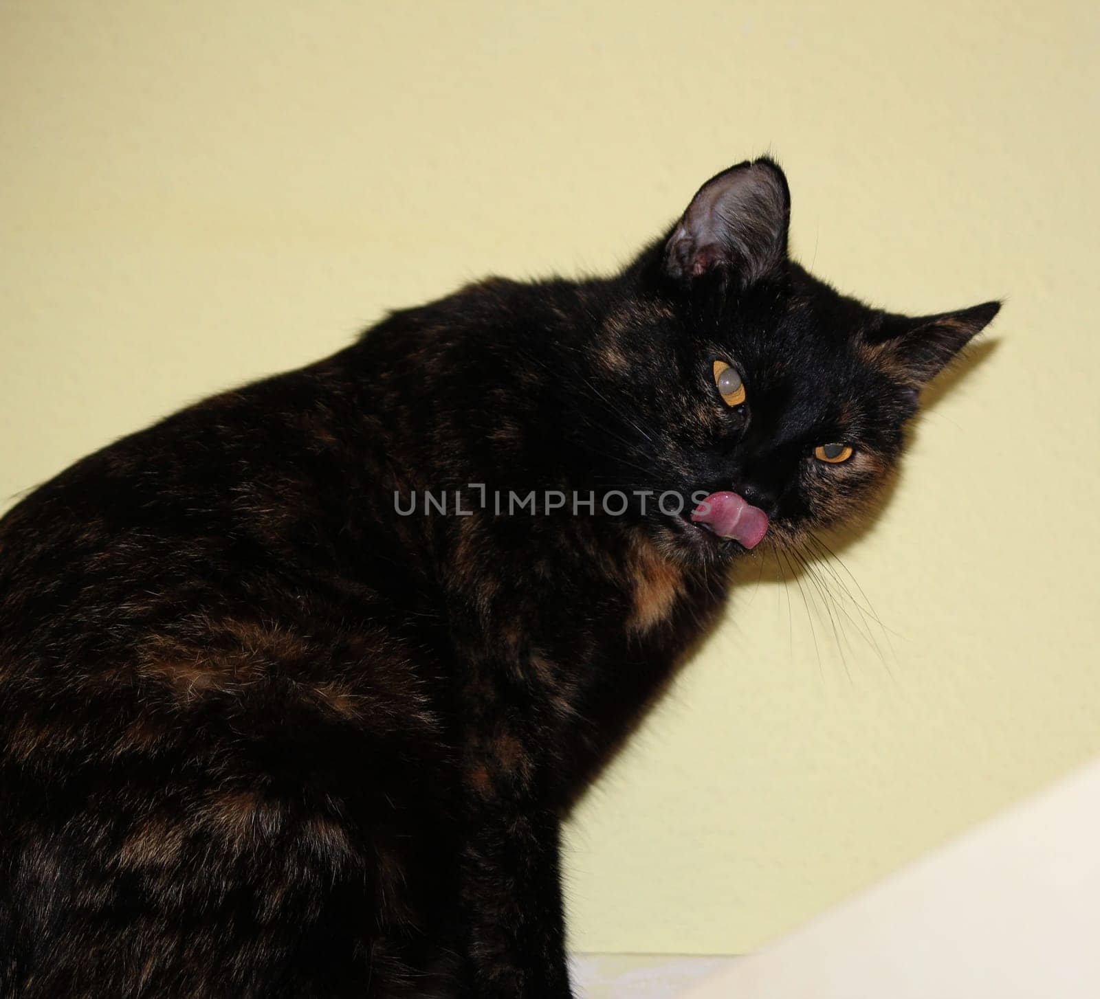 (cat animal) without big