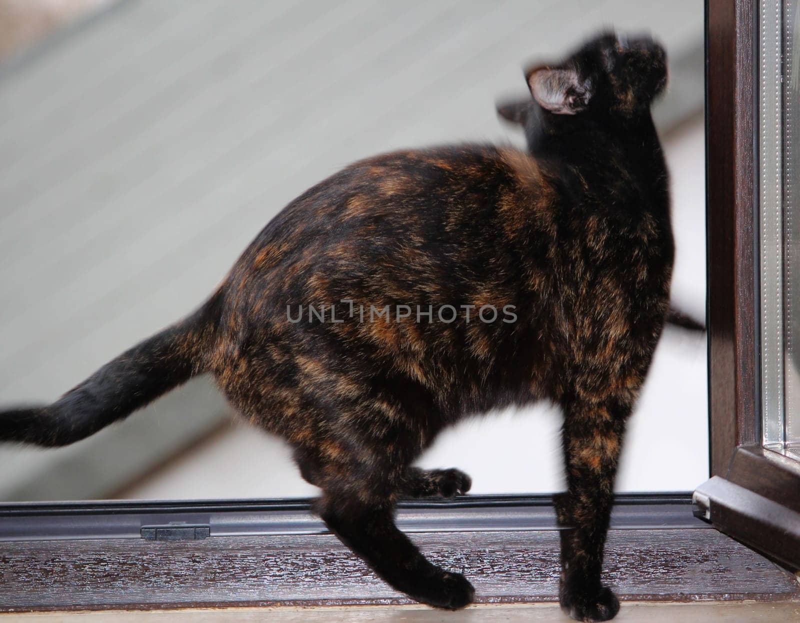 (cat animal) without big