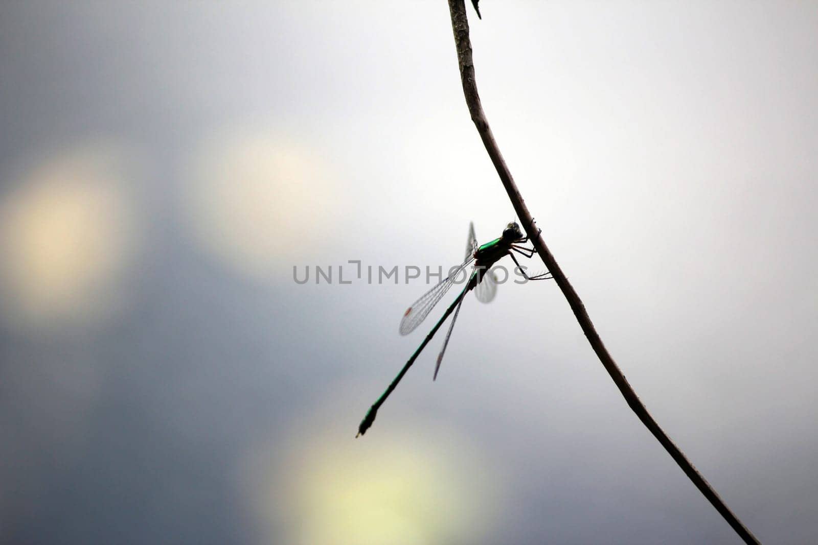 Dragonfly