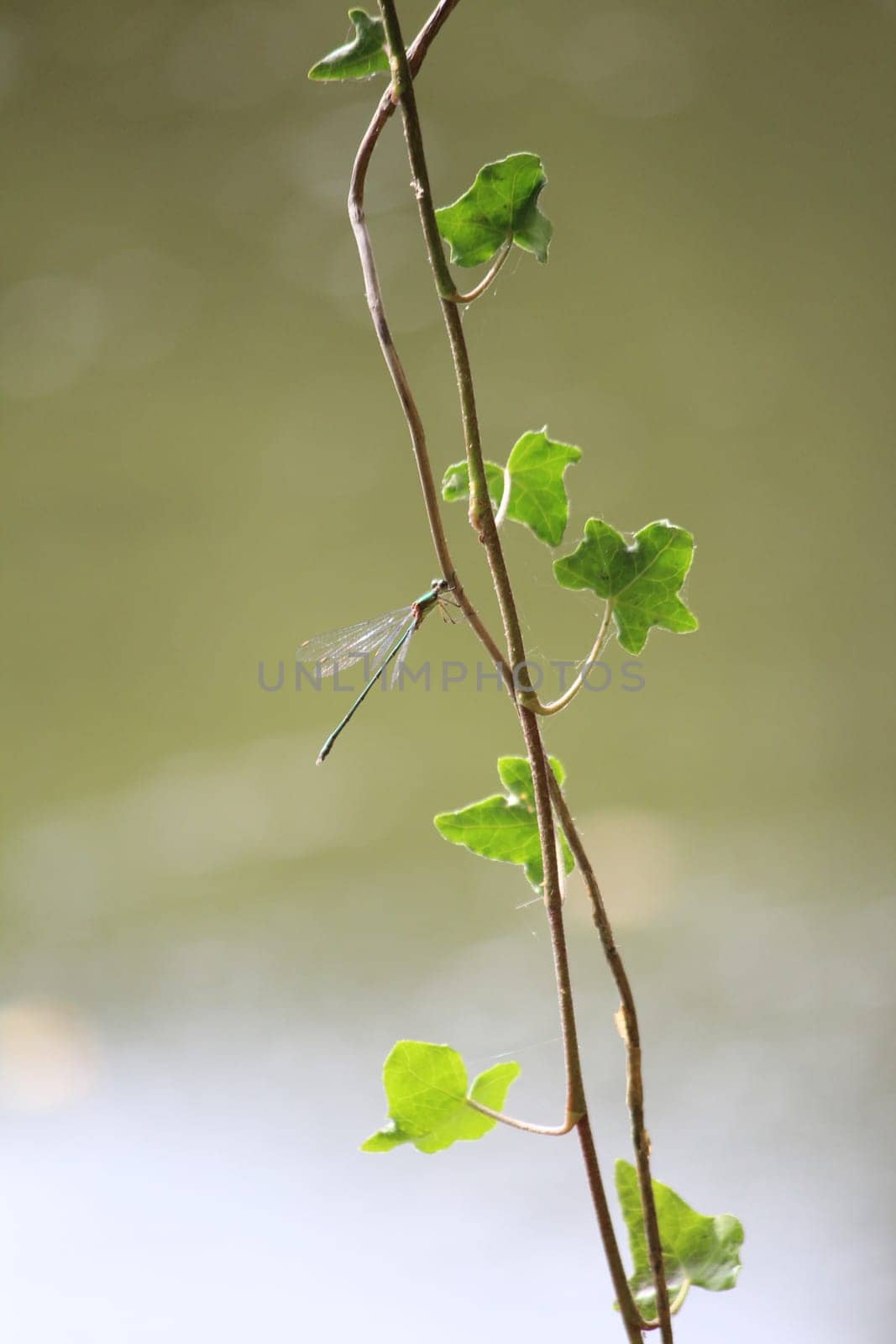 Dragonfly