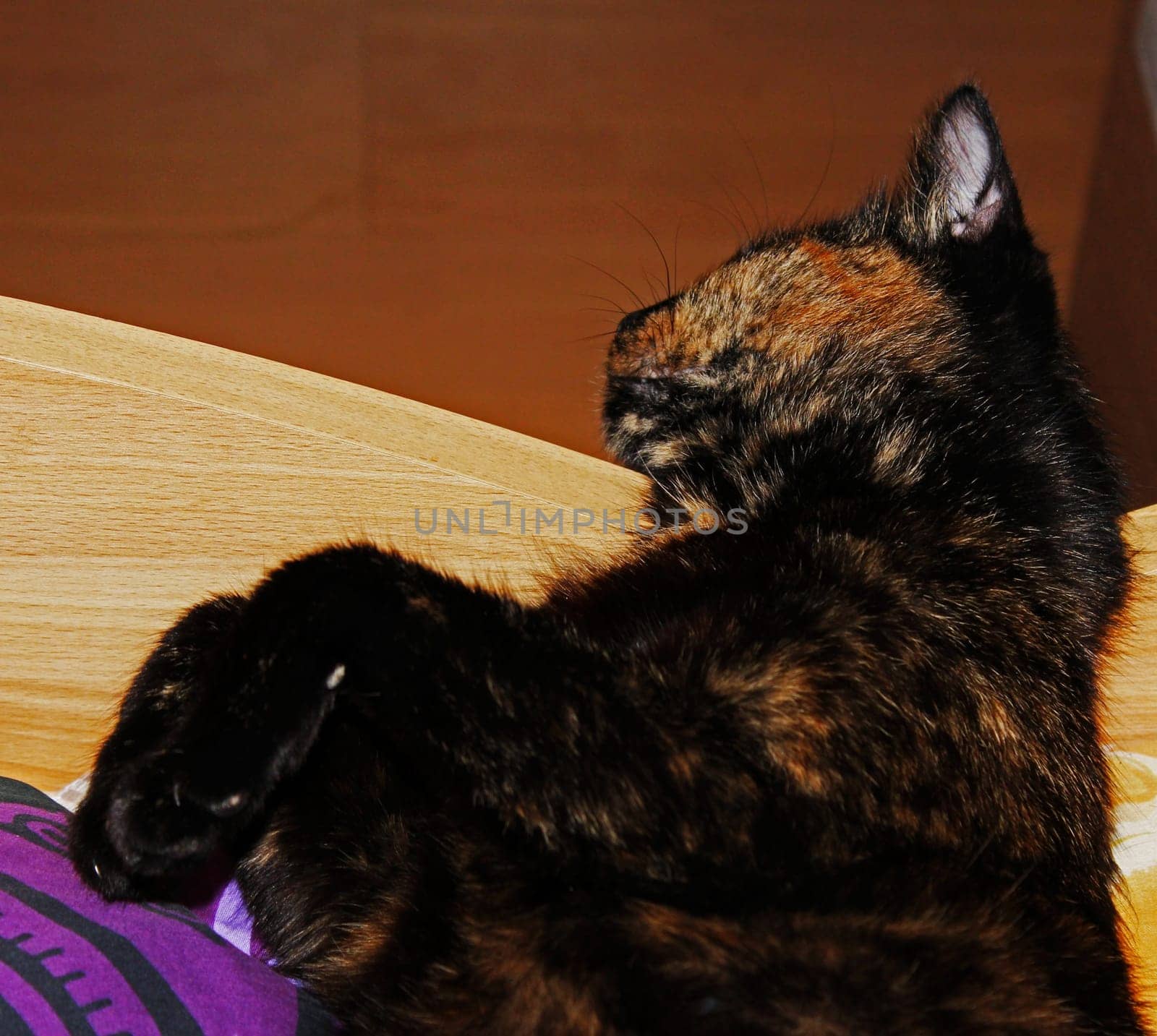 (cat animal) without big
